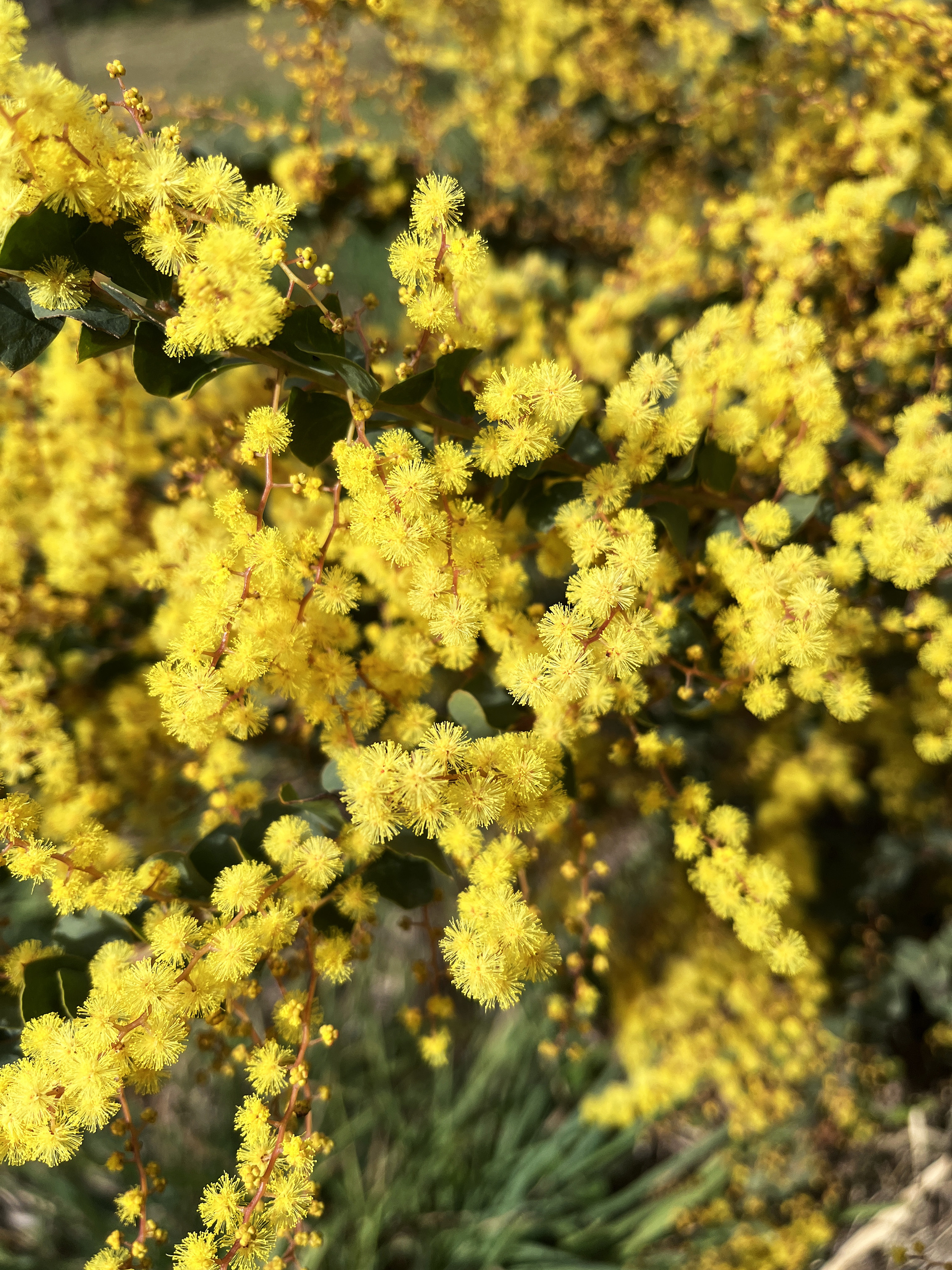 Acacia pravissima 'Red Tips'