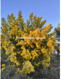 Acacia podalyriifolia syn. moutteana