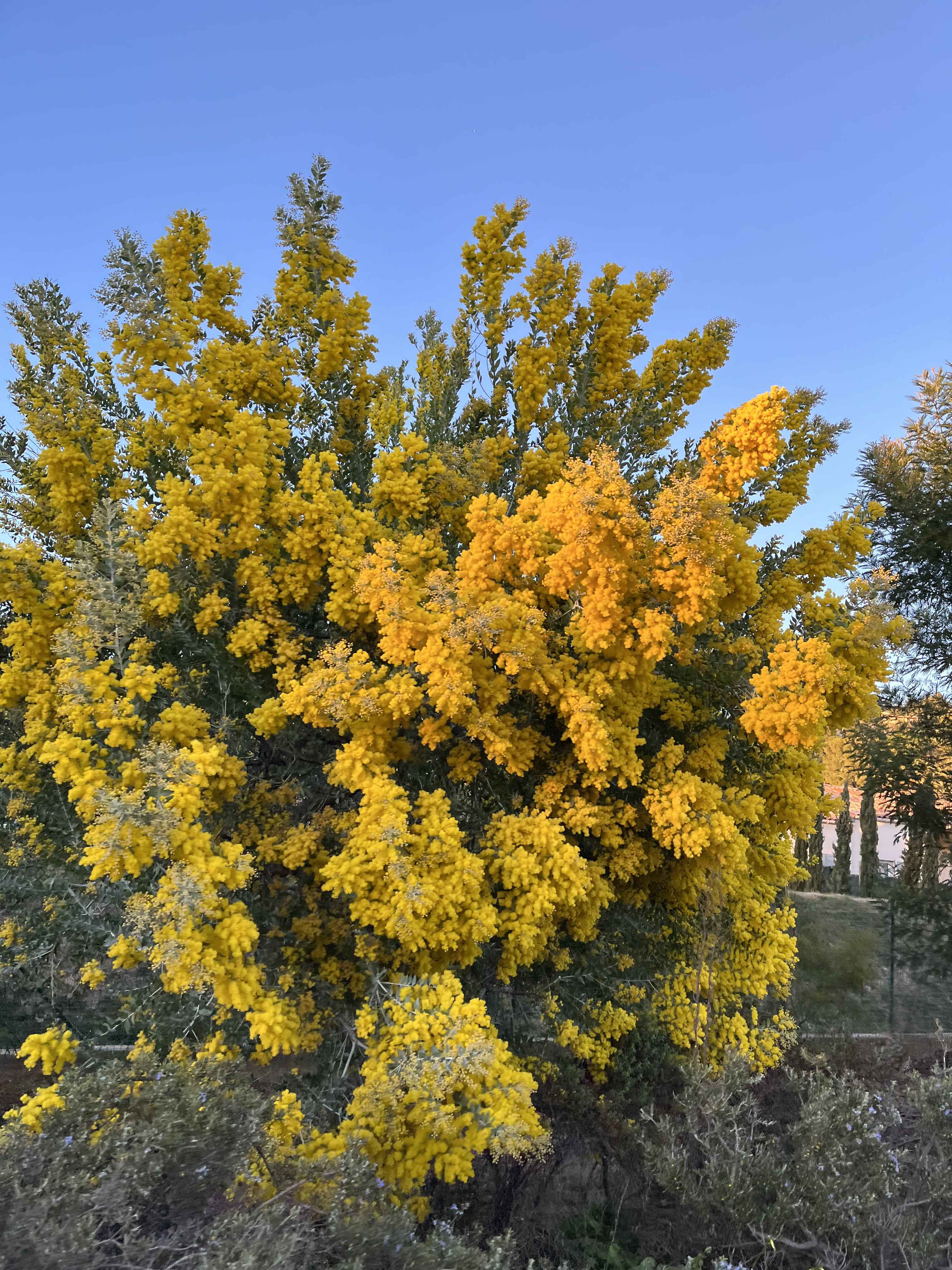 Acacia podalyriifolia syn. moutteana