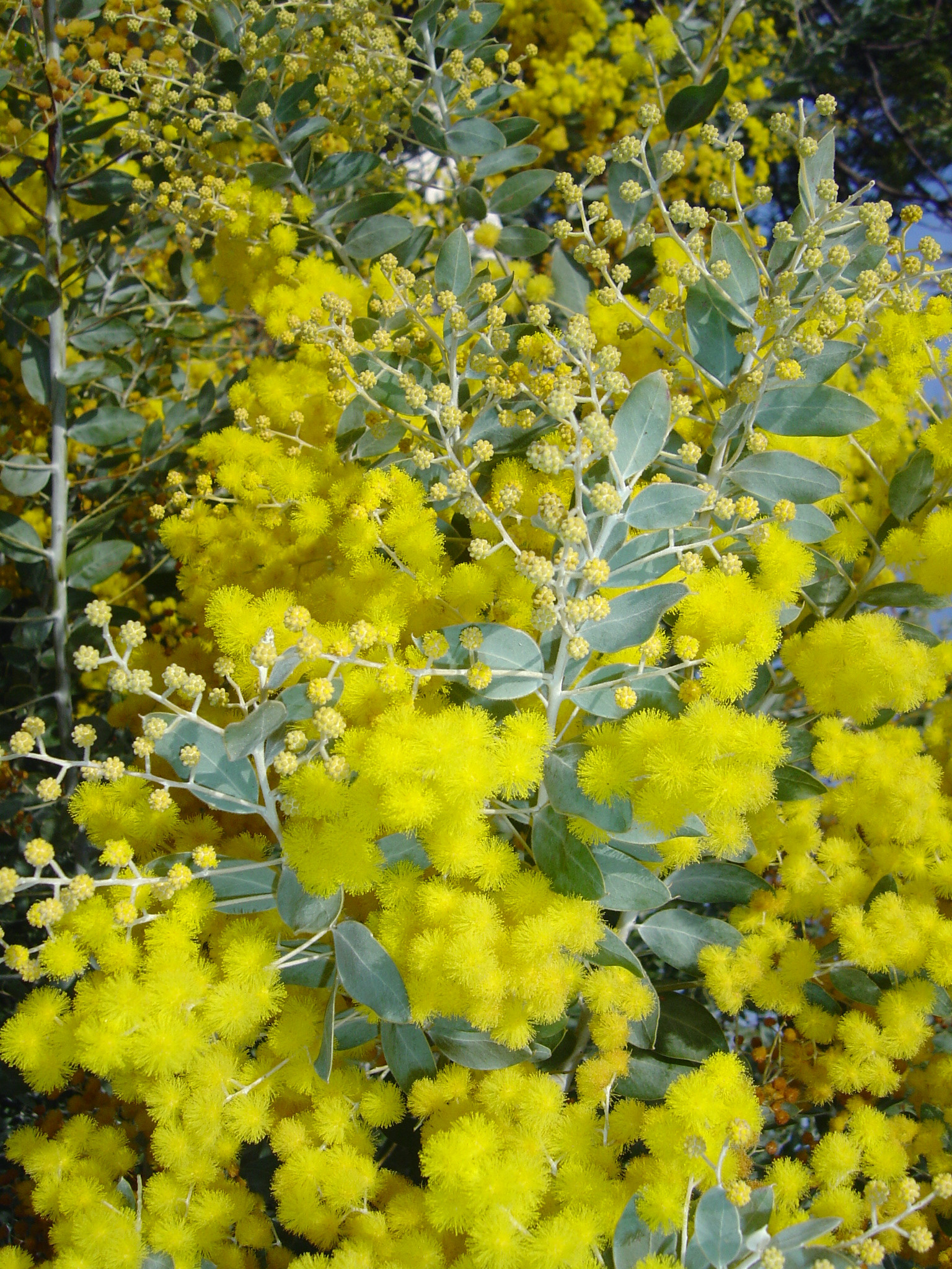 Acacia podalyriifolia syn. moutteana