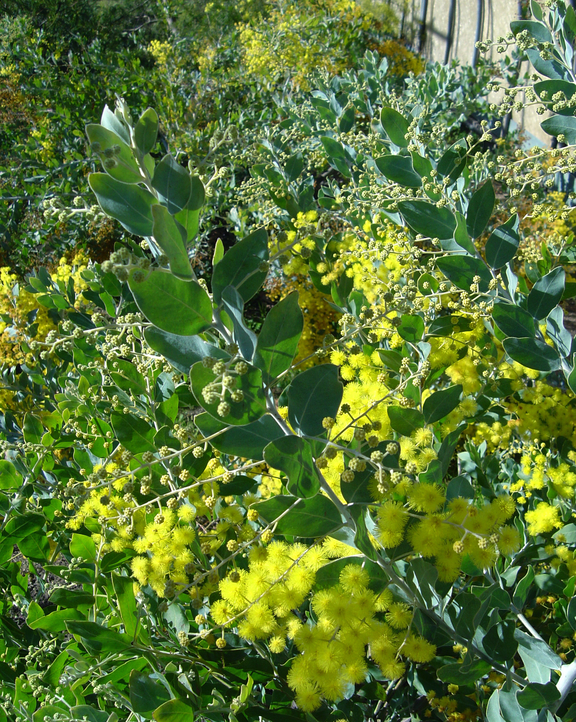 Acacia podalyriifolia syn. moutteana