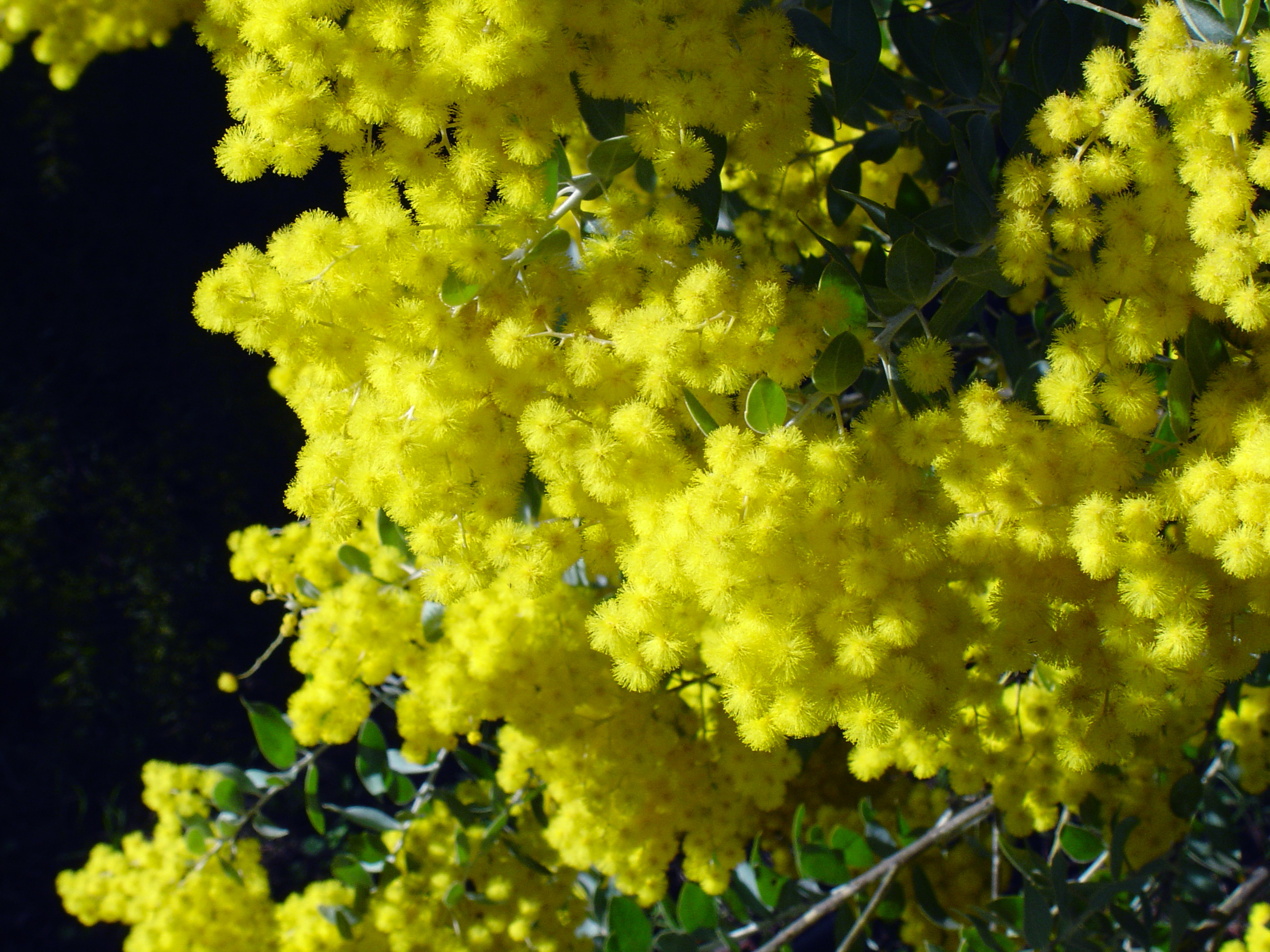 Acacia podalyriifolia syn. moutteana