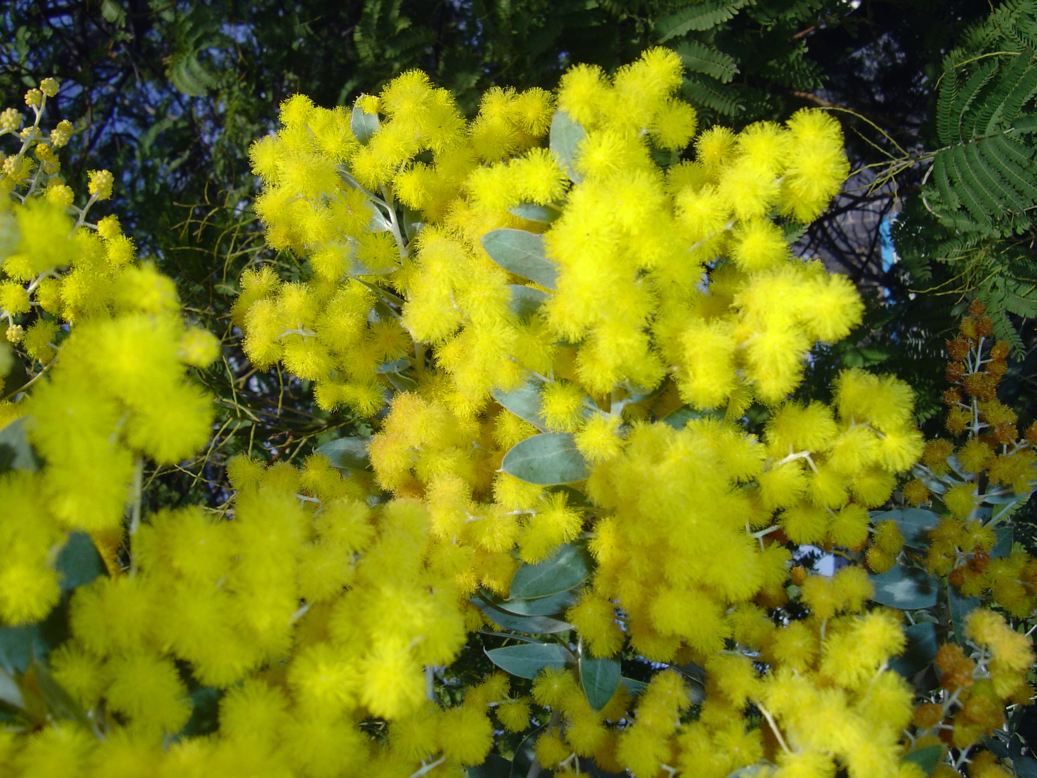 Acacia podalyriifolia syn. moutteana