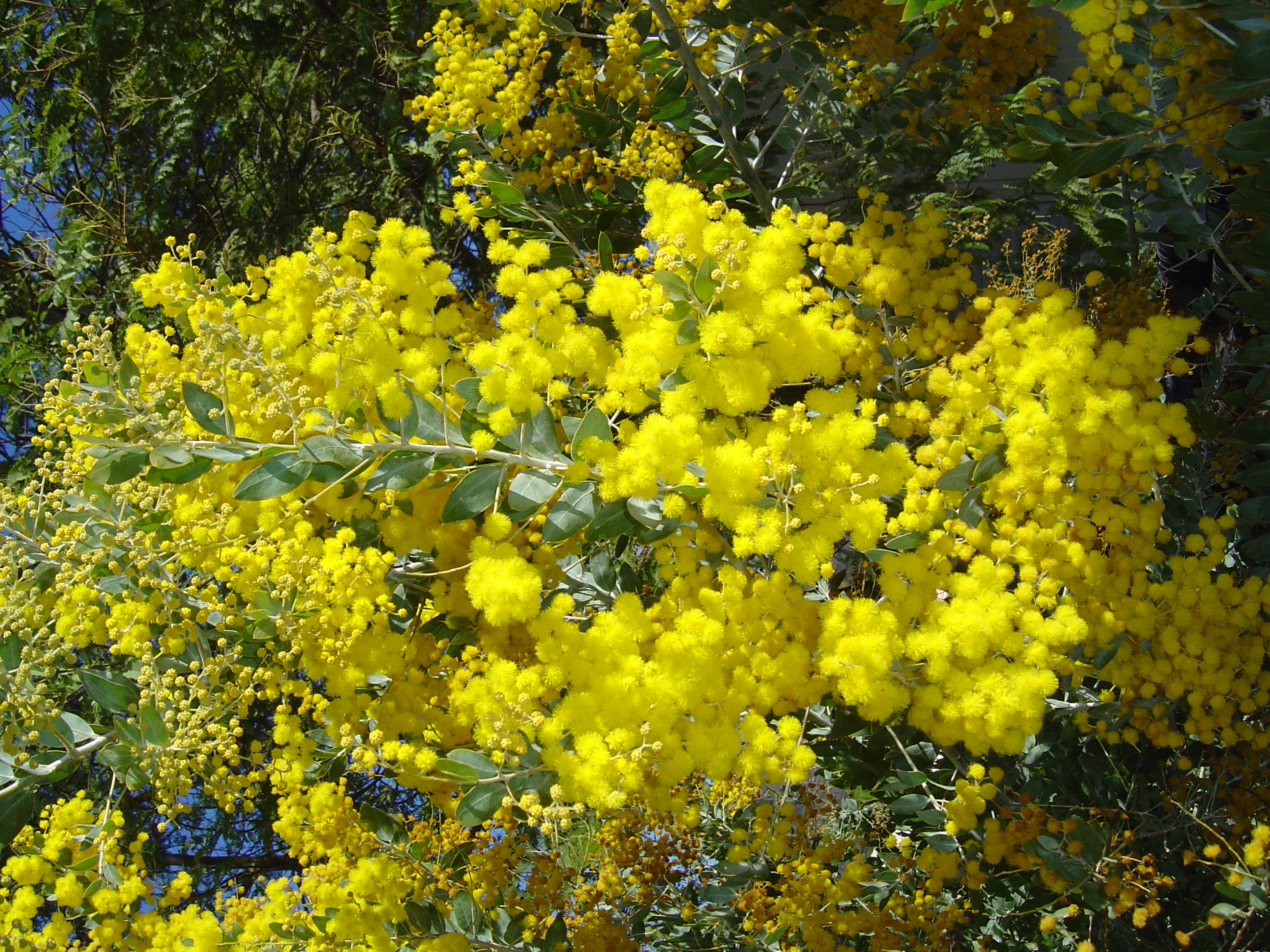 Acacia podalyriifolia syn. moutteana