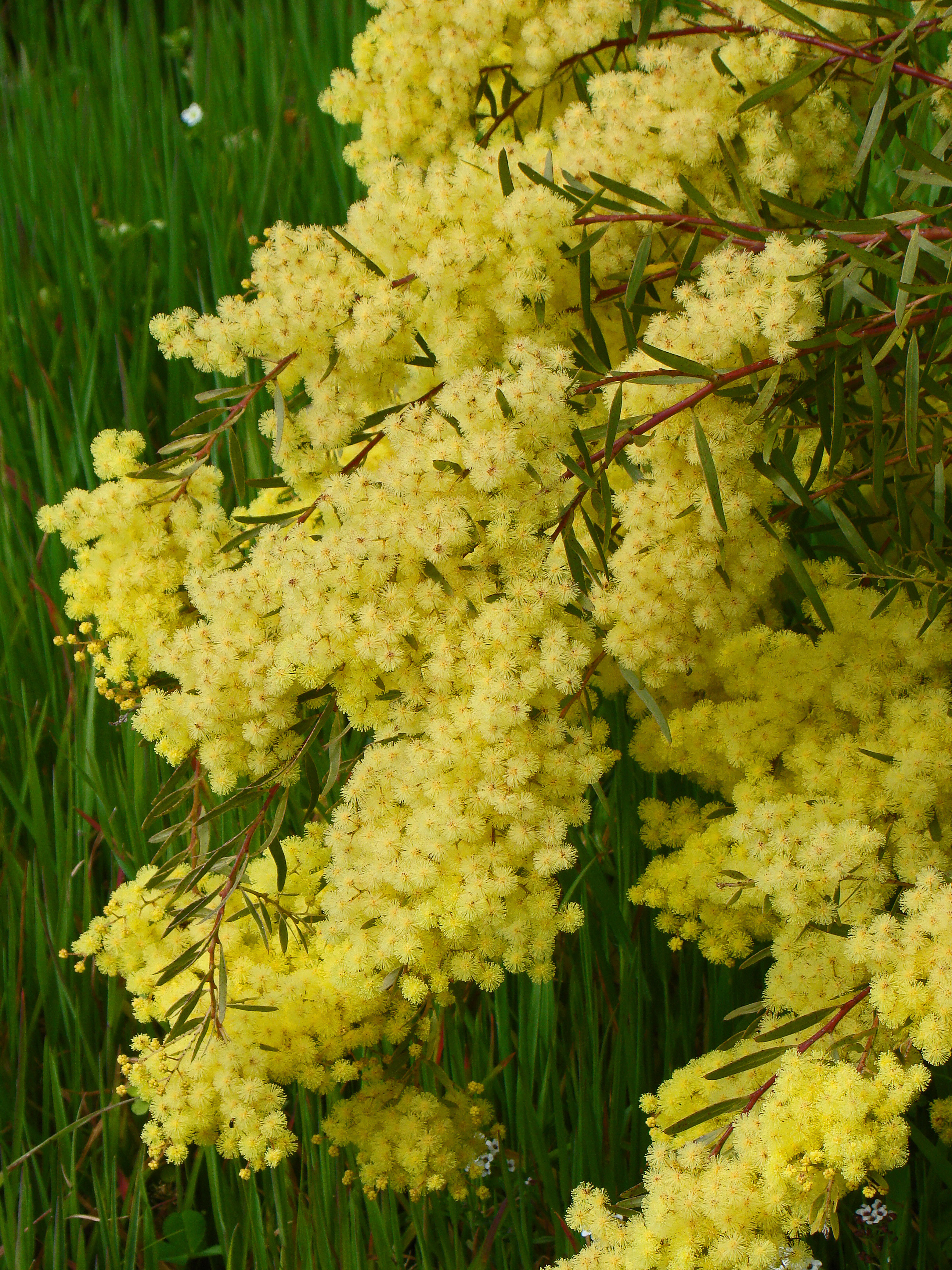 Acacia howittii 'Clair De Lune'