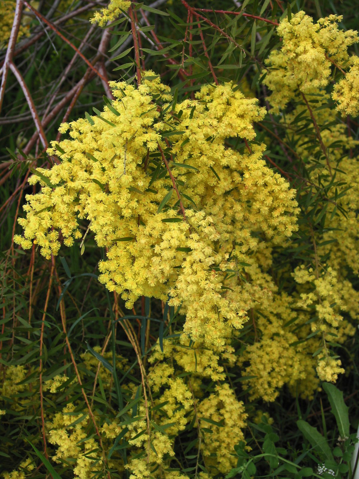 Acacia howittii 'Clair De Lune'