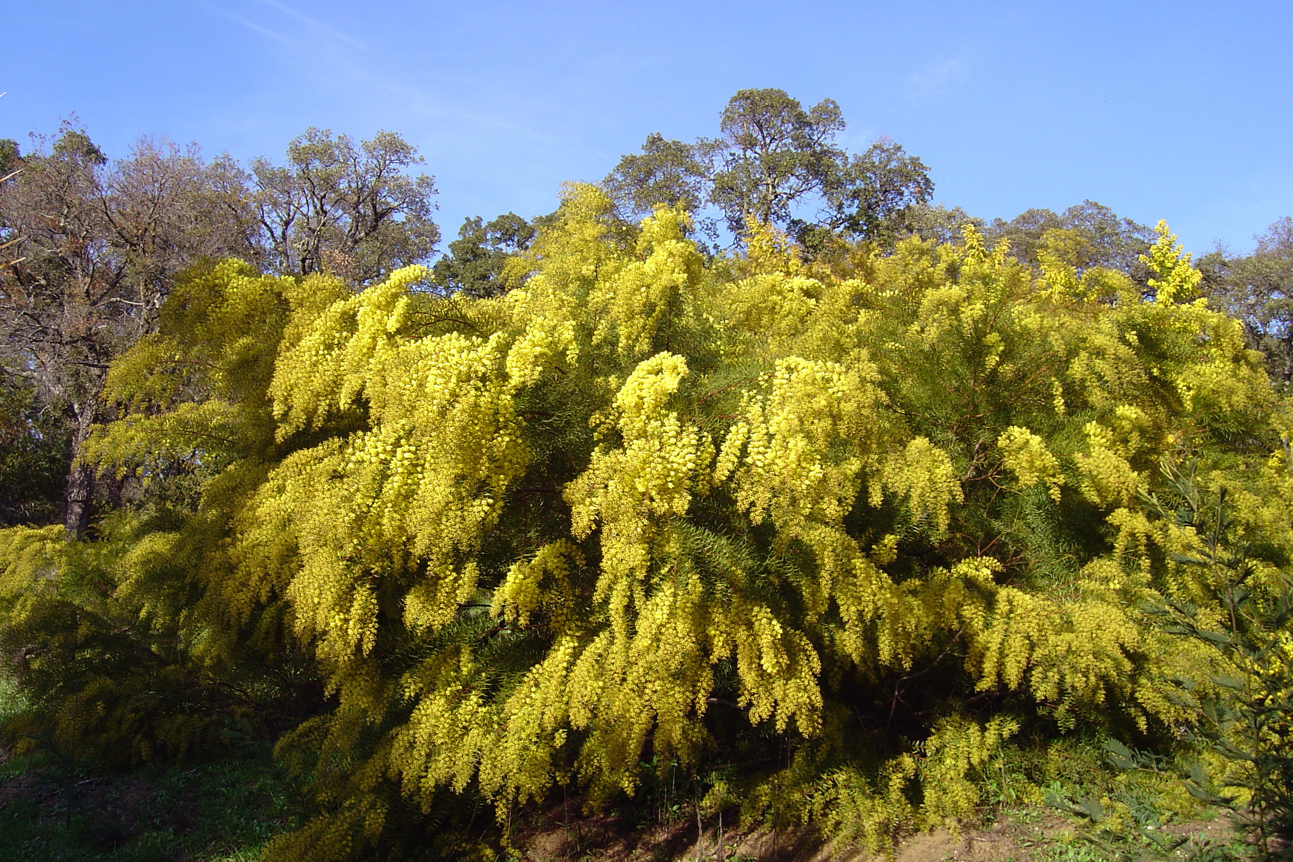 Acacia howittii 'Clair De Lune'