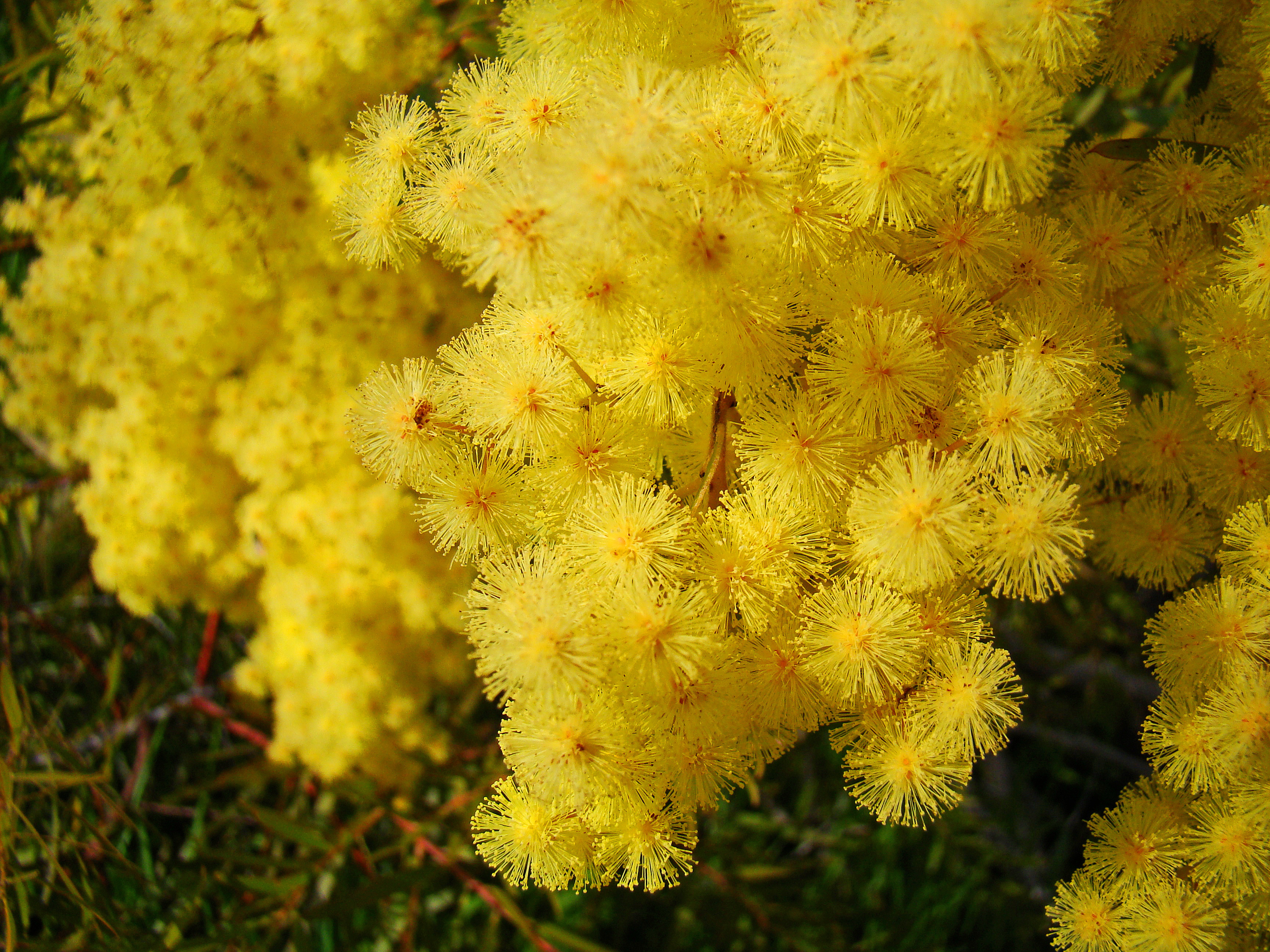 Acacia howittii 'Clair De Lune'