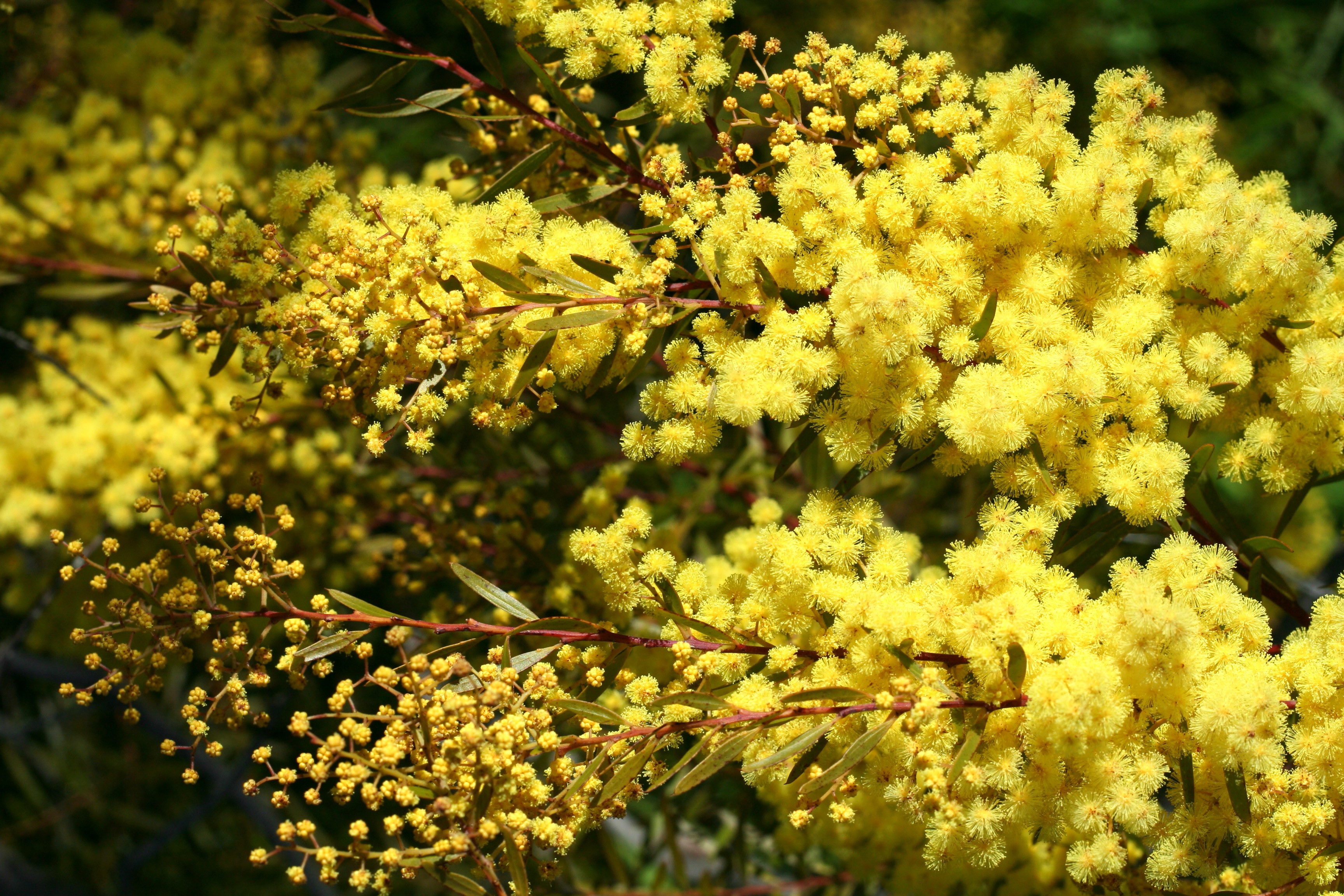 Acacia howittii 'Clair De Lune'