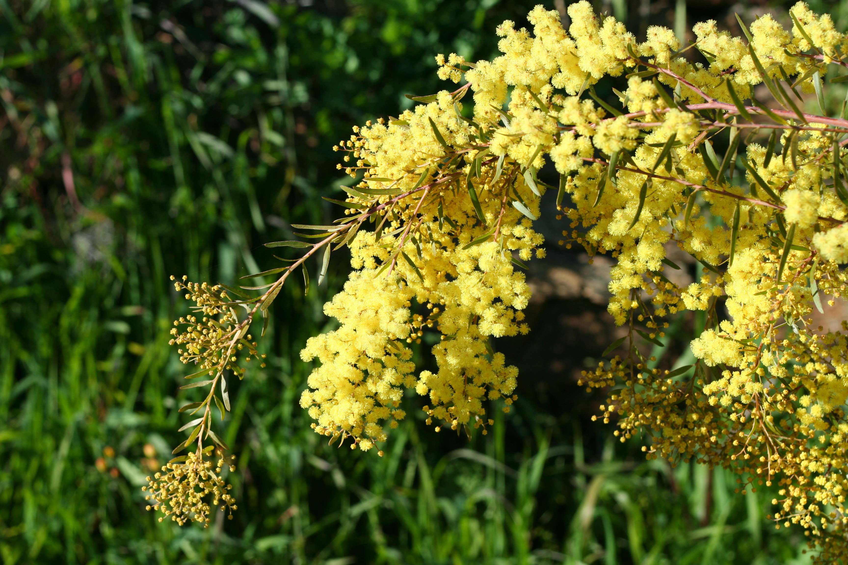 Acacia howittii 'Clair De Lune'