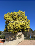 Acacia howittii 'Clair De Lune'