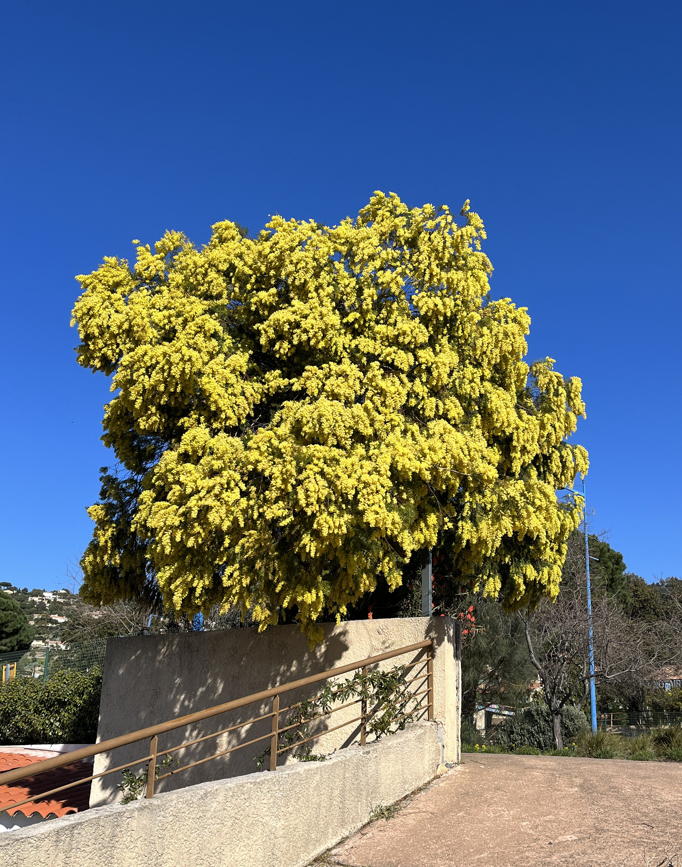 Acacia howittii 'Clair De Lune'