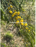 Acacia calamifolia