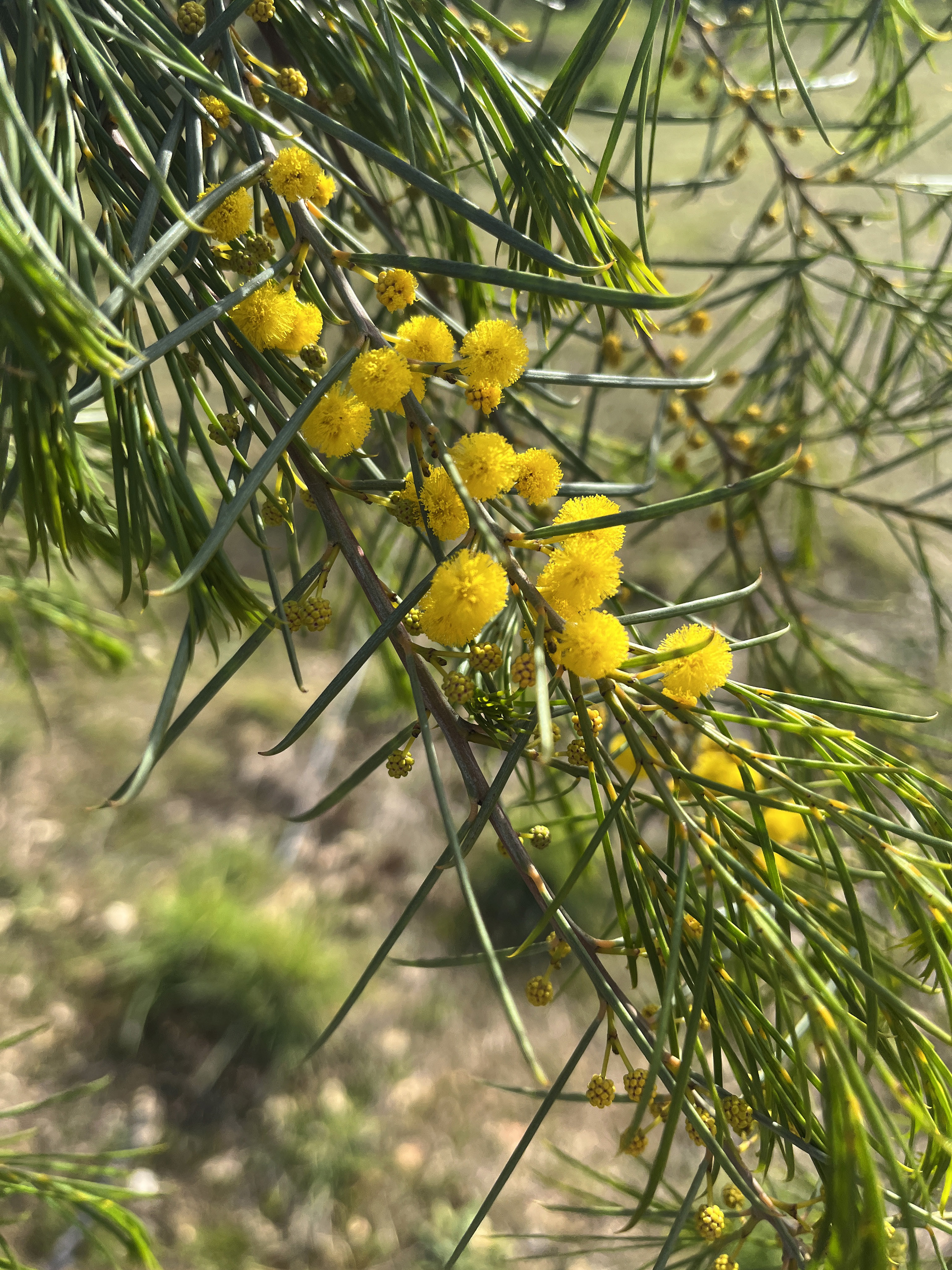 Acacia calamifolia