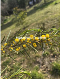 Acacia calamifolia