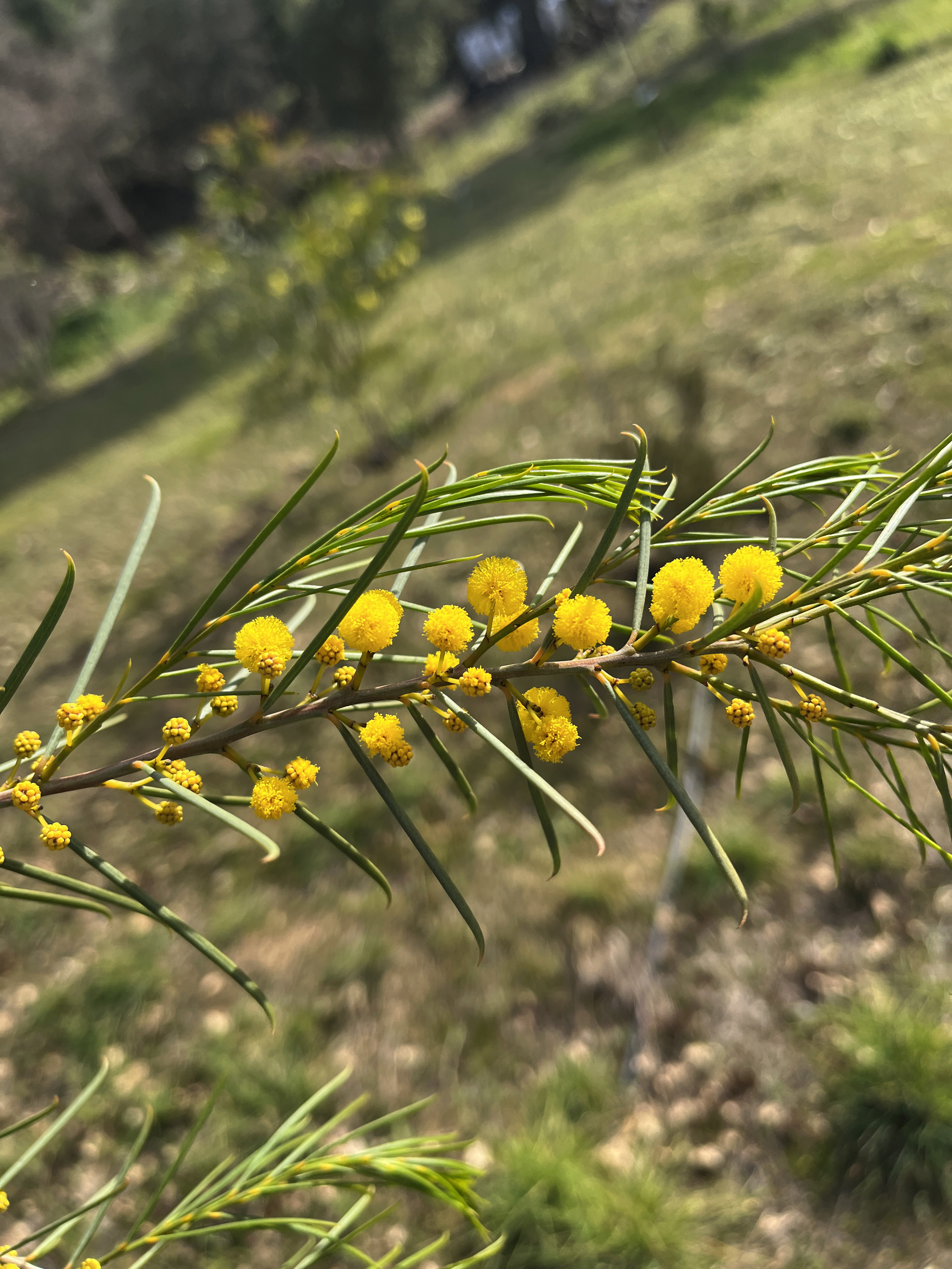 Acacia calamifolia