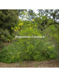 Acacia calamifolia