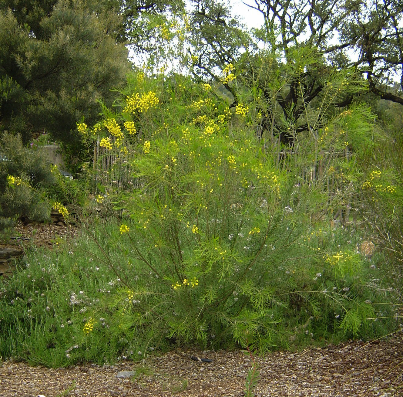 Acacia calamifolia