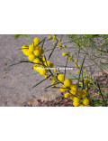 Acacia calamifolia