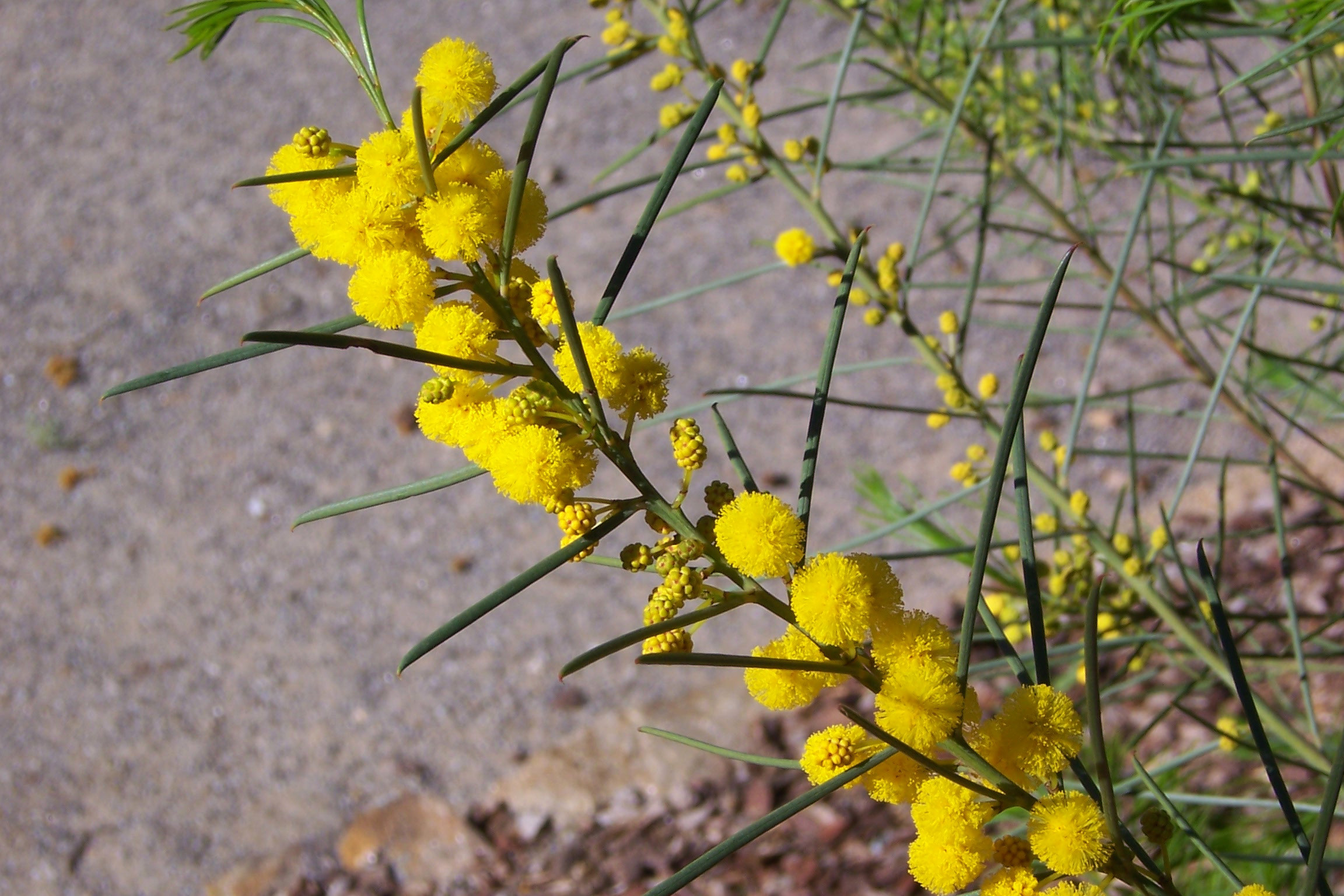 Acacia calamifolia
