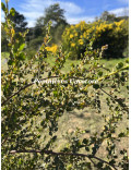 Acacia dictyoneura