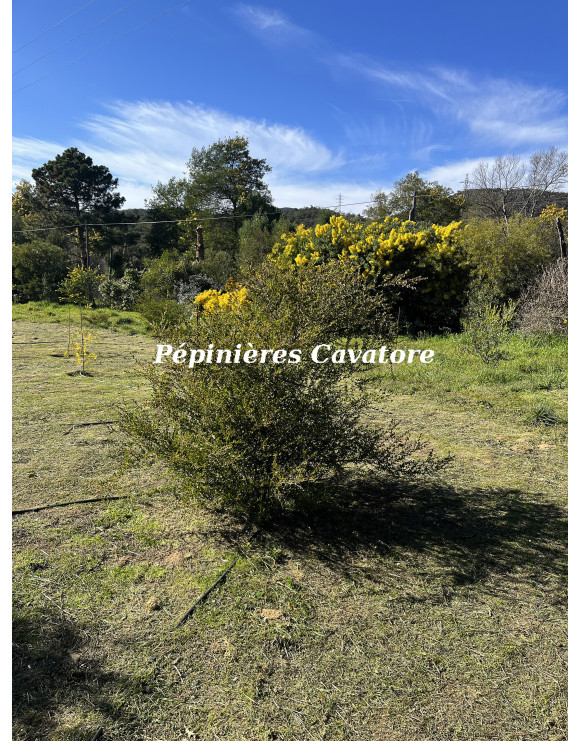 Acacia dictyoneura