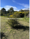 Acacia dictyoneura
