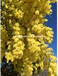 Acacia howittii 'Clair De Lune'