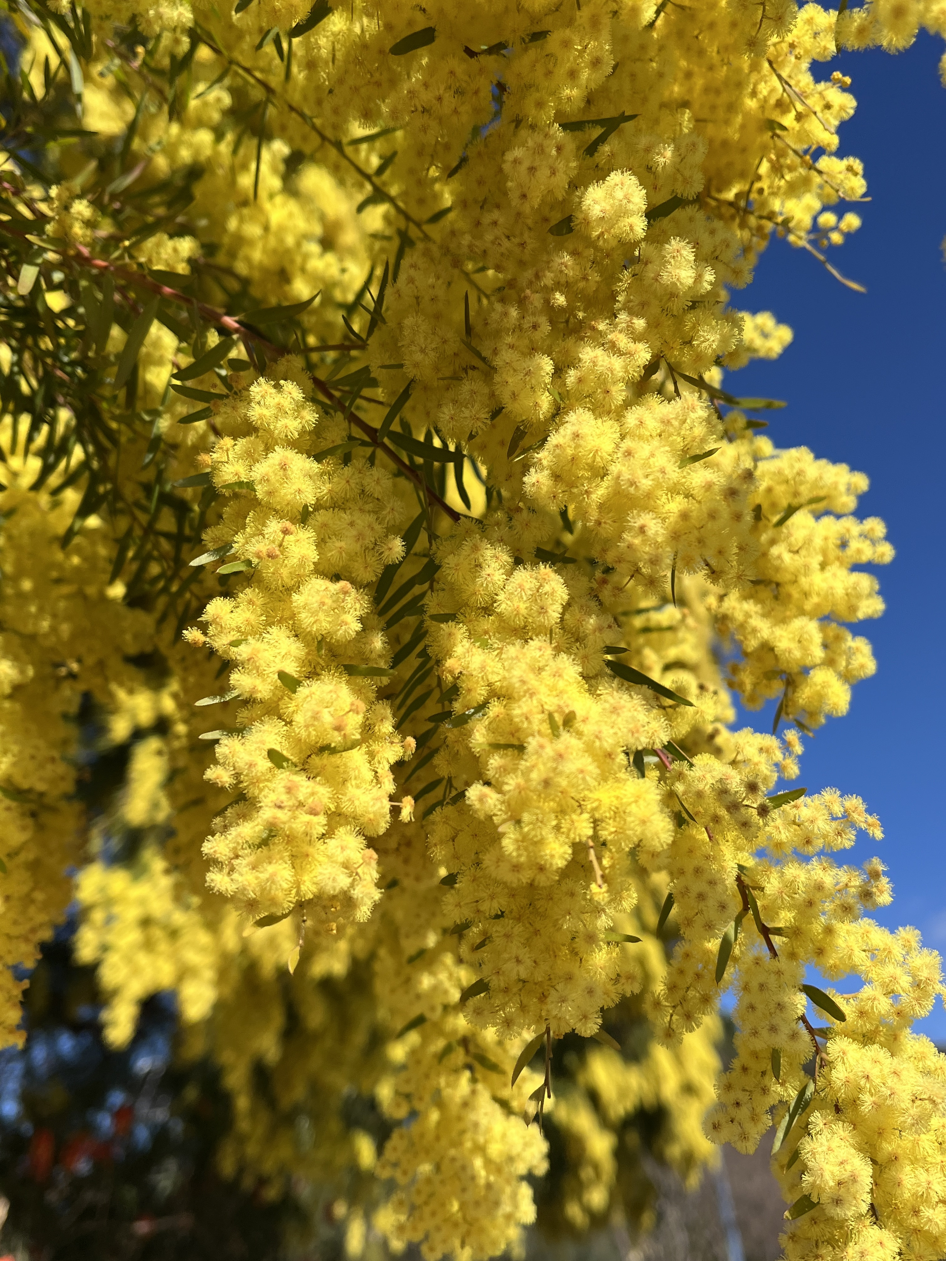 Acacia howittii 'Clair De Lune'