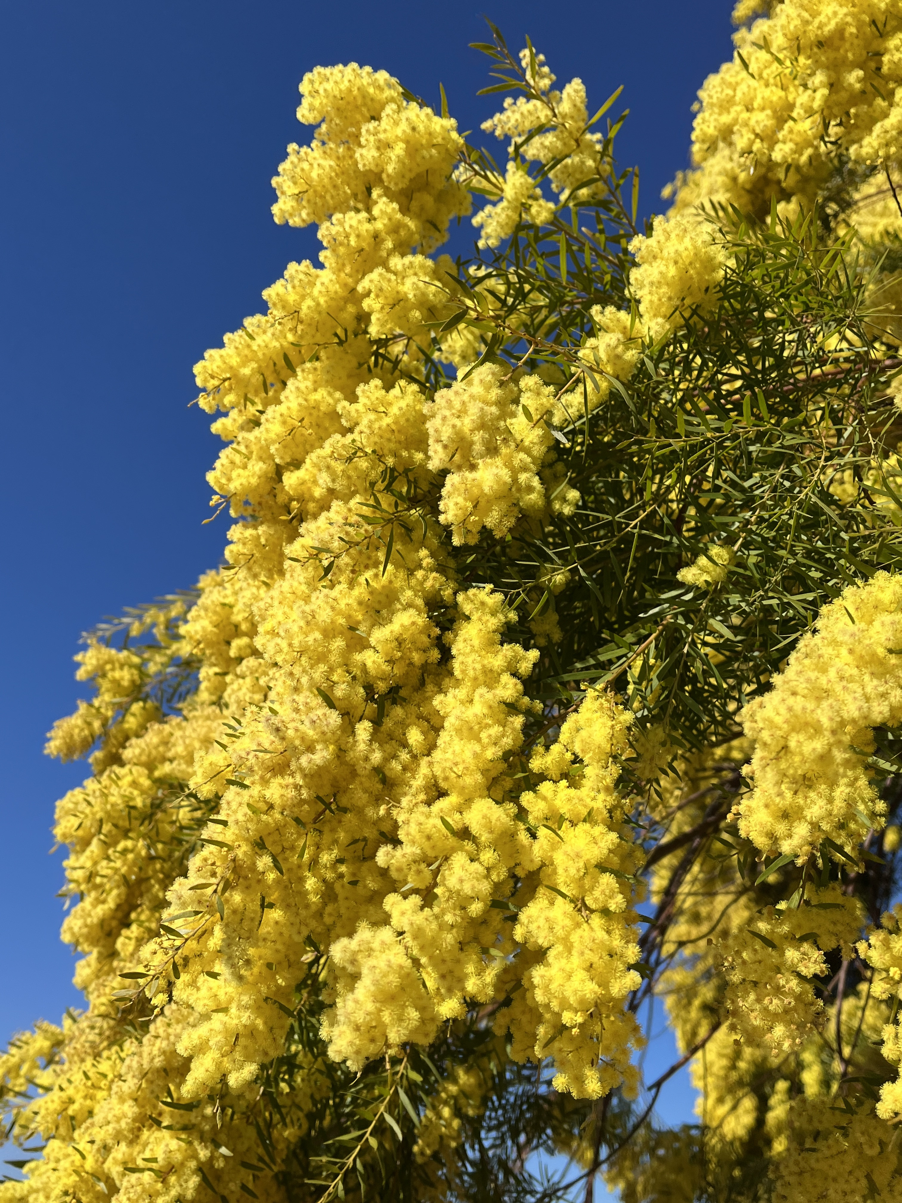 Acacia howittii 'Clair De Lune'