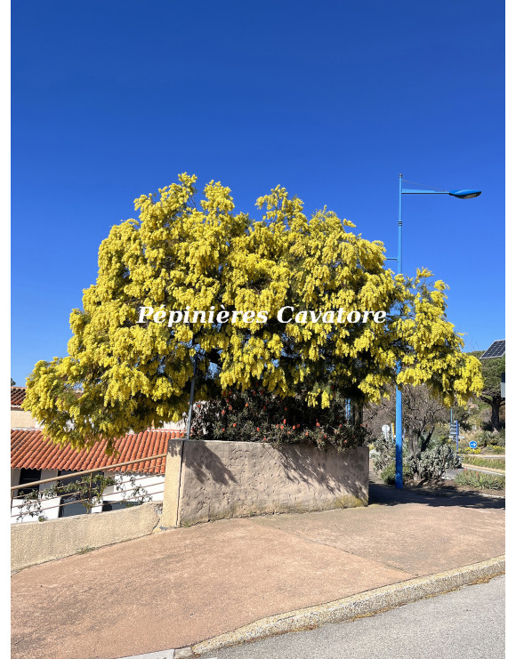 Acacia howittii 'Clair De Lune'