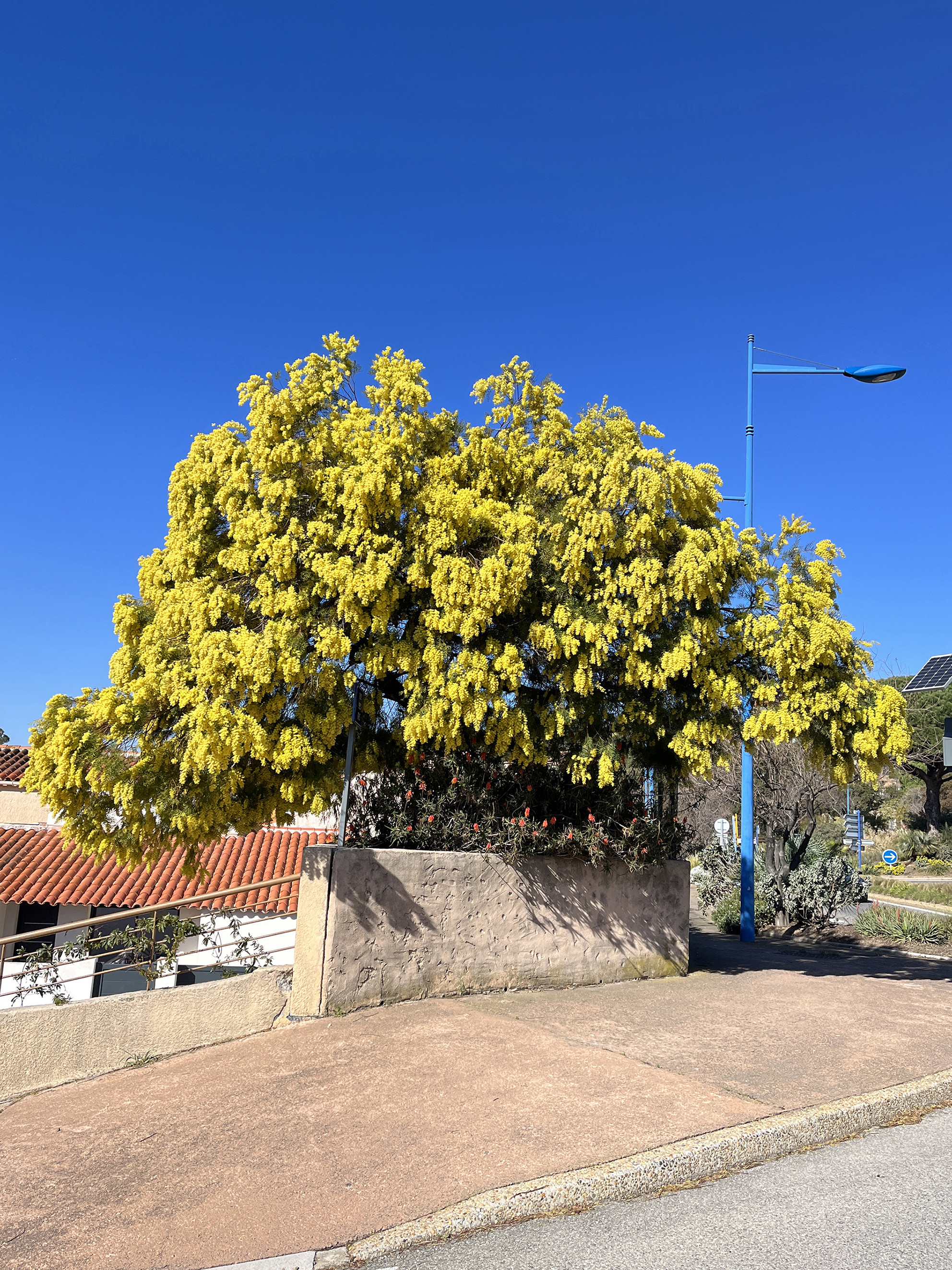 Acacia howittii 'Clair De Lune'