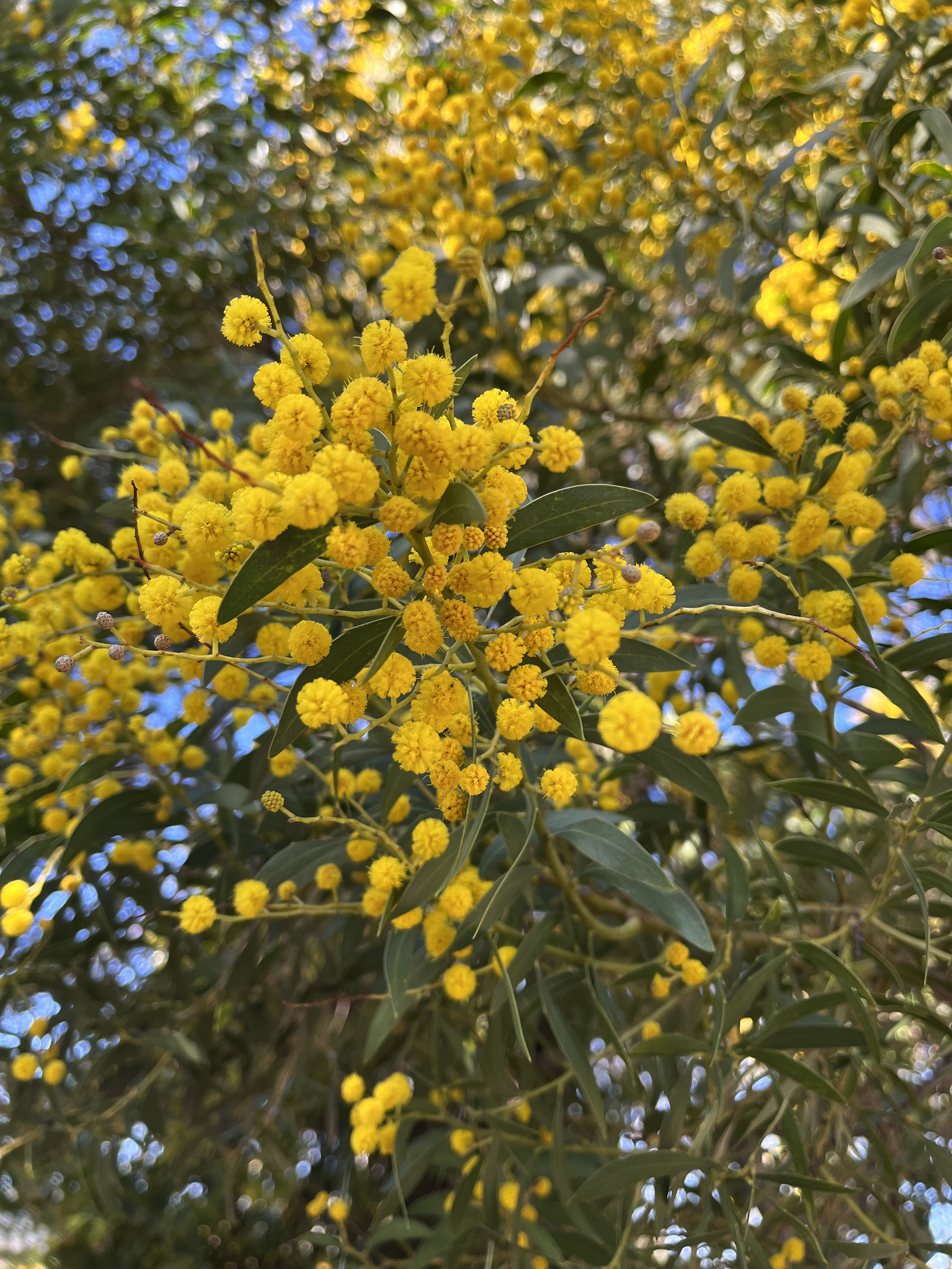 Acacia amoena