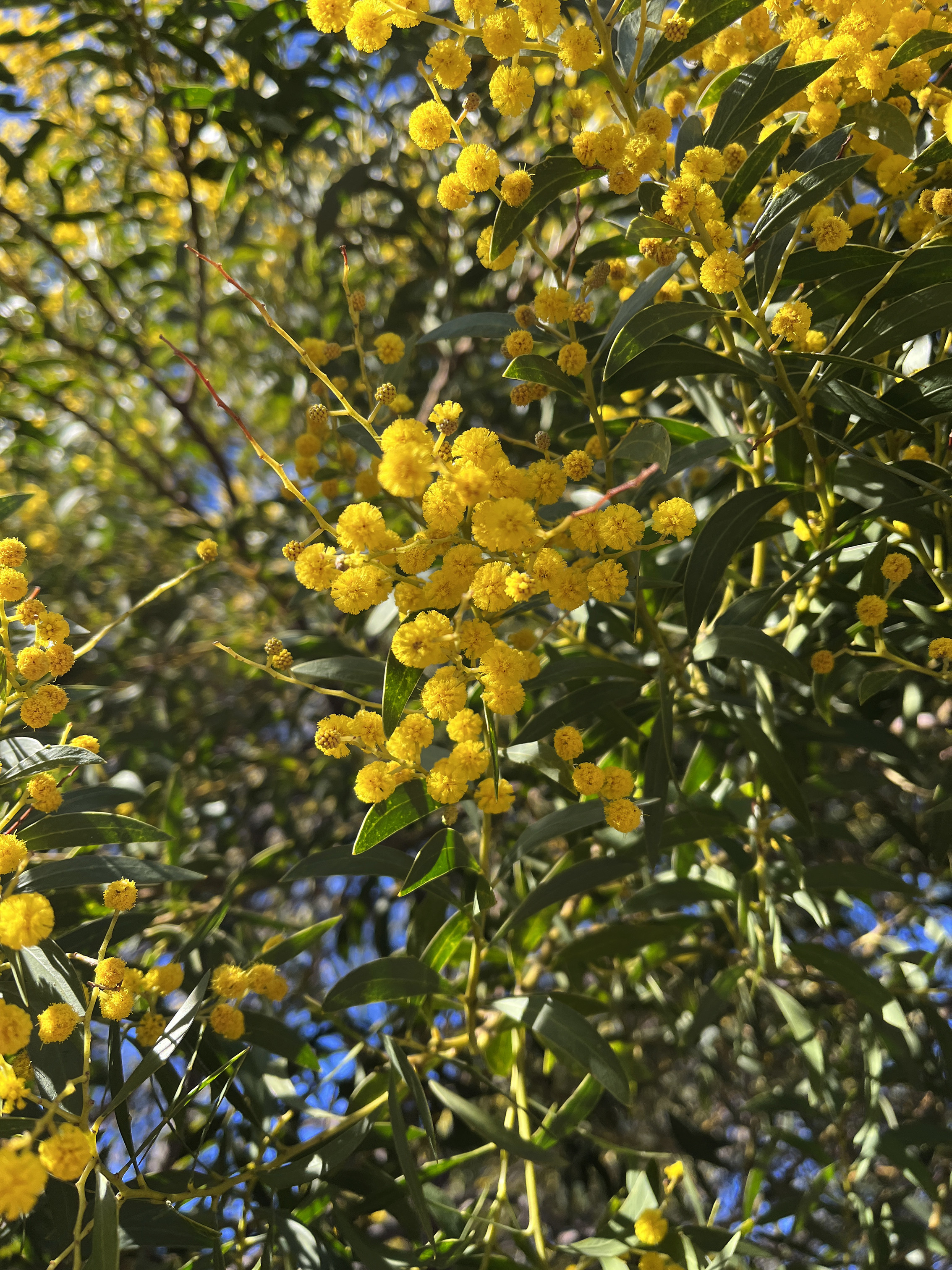 Acacia amoena