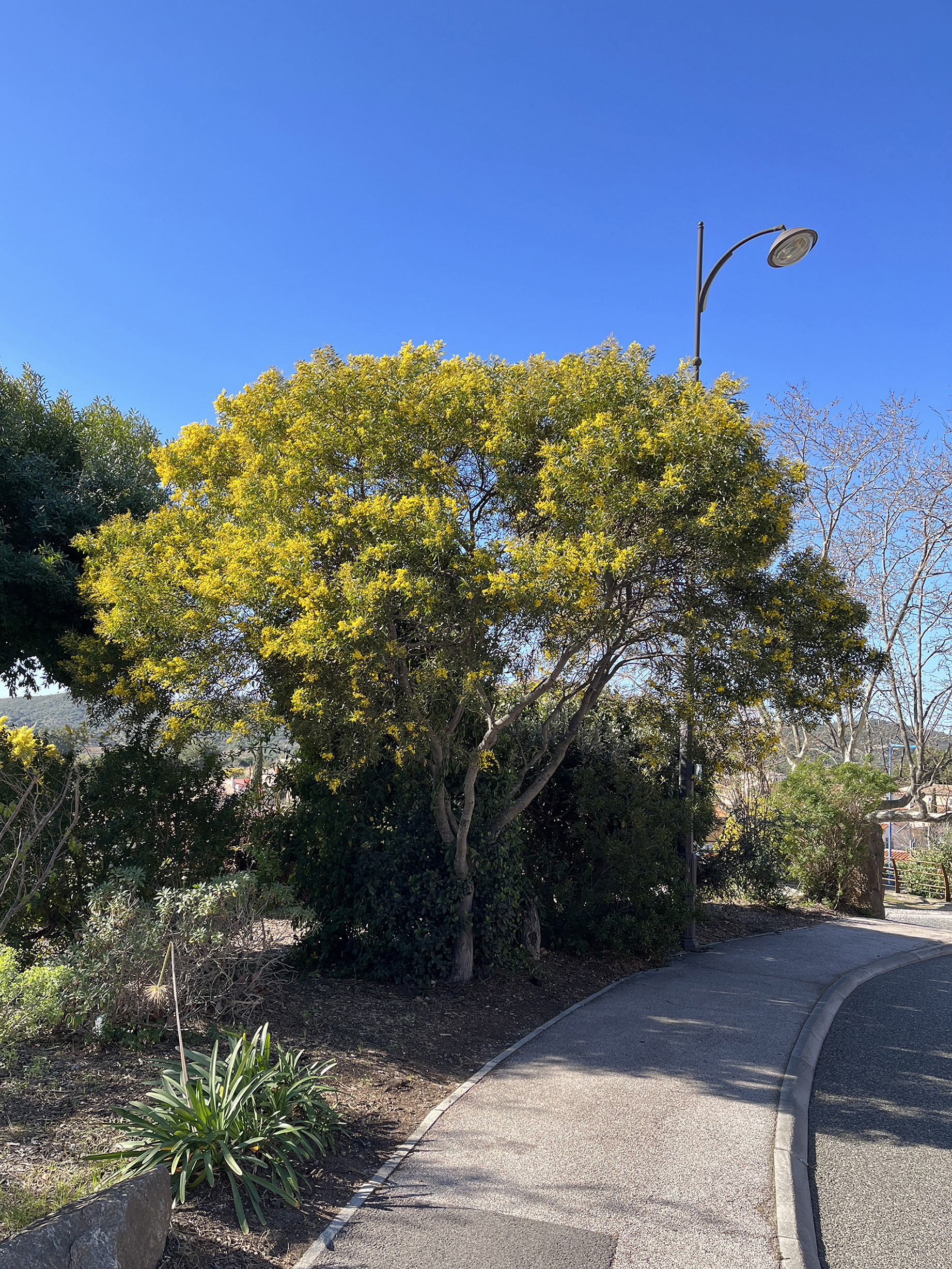 Acacia amoena