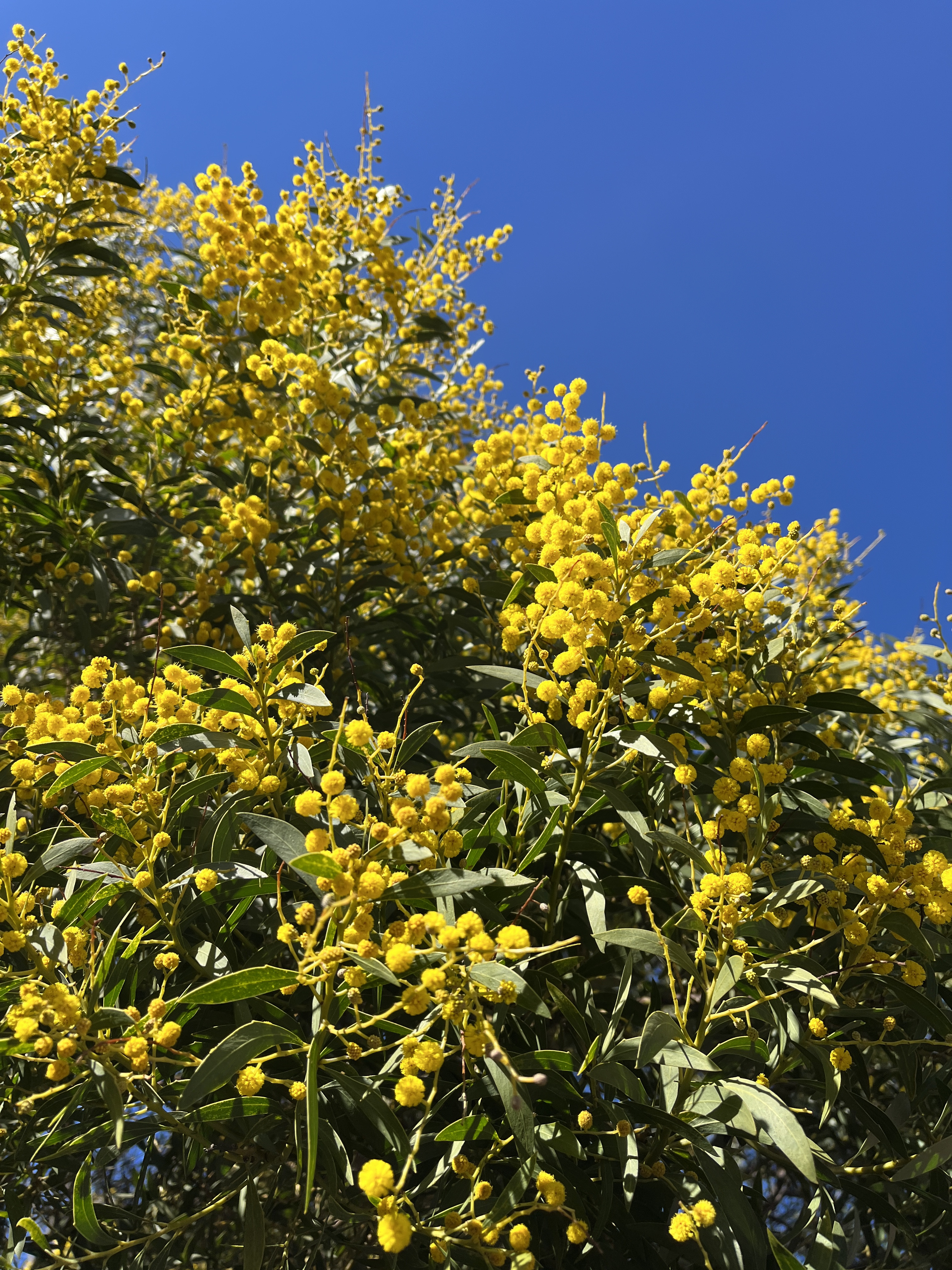 Acacia amoena