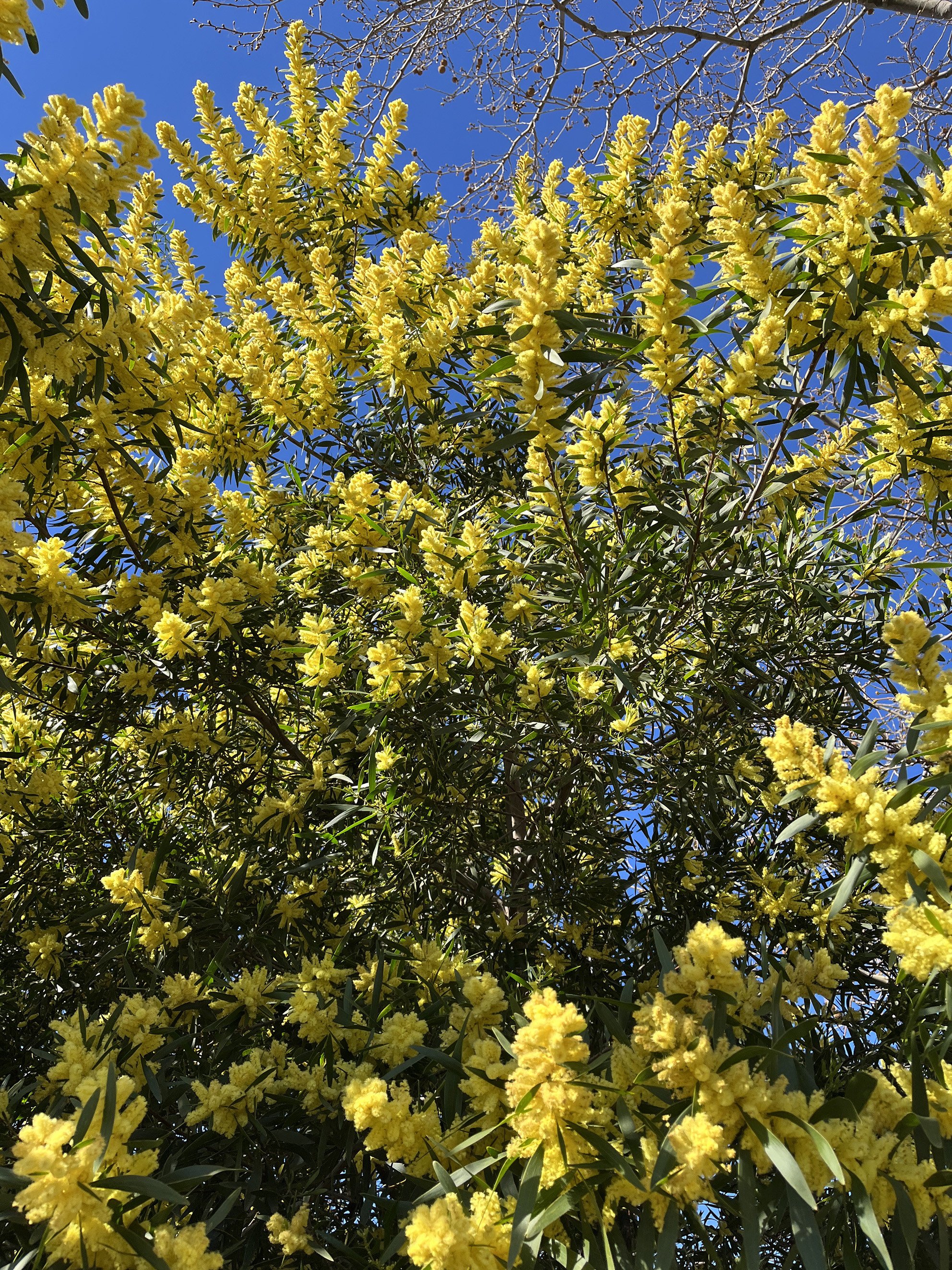 Acacia longifolia