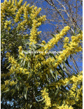 Acacia longifolia