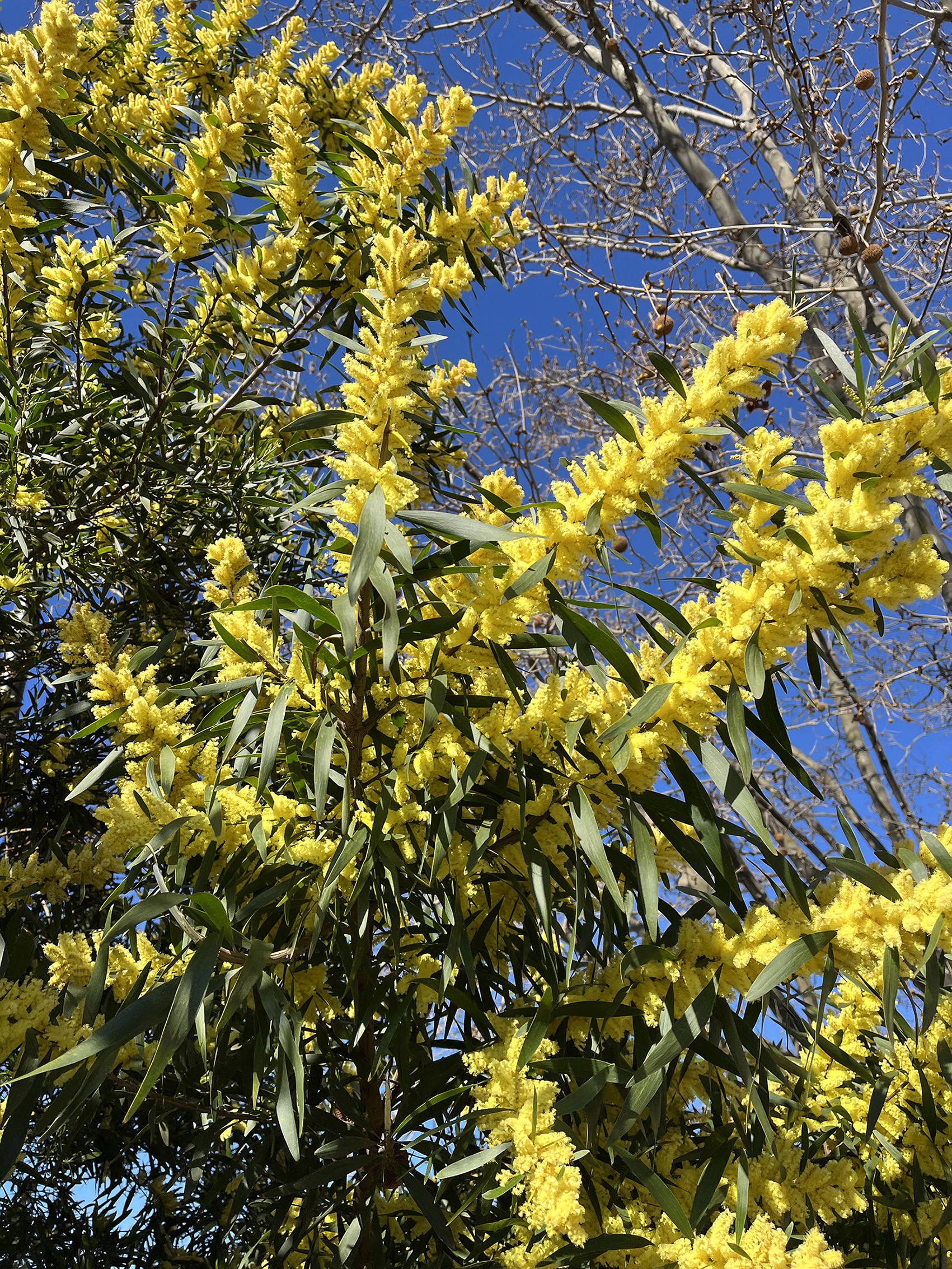 Acacia longifolia