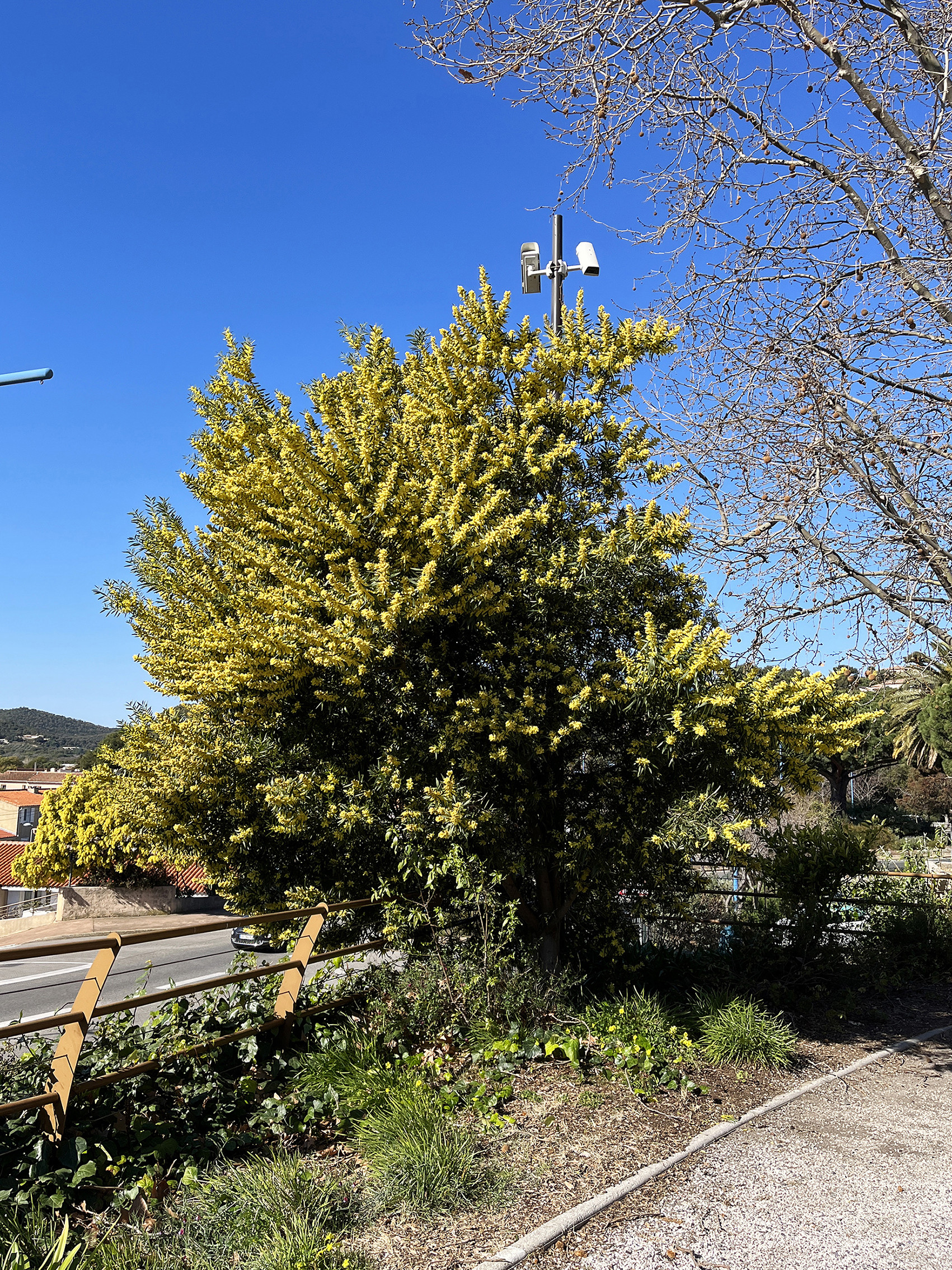 Acacia longifolia