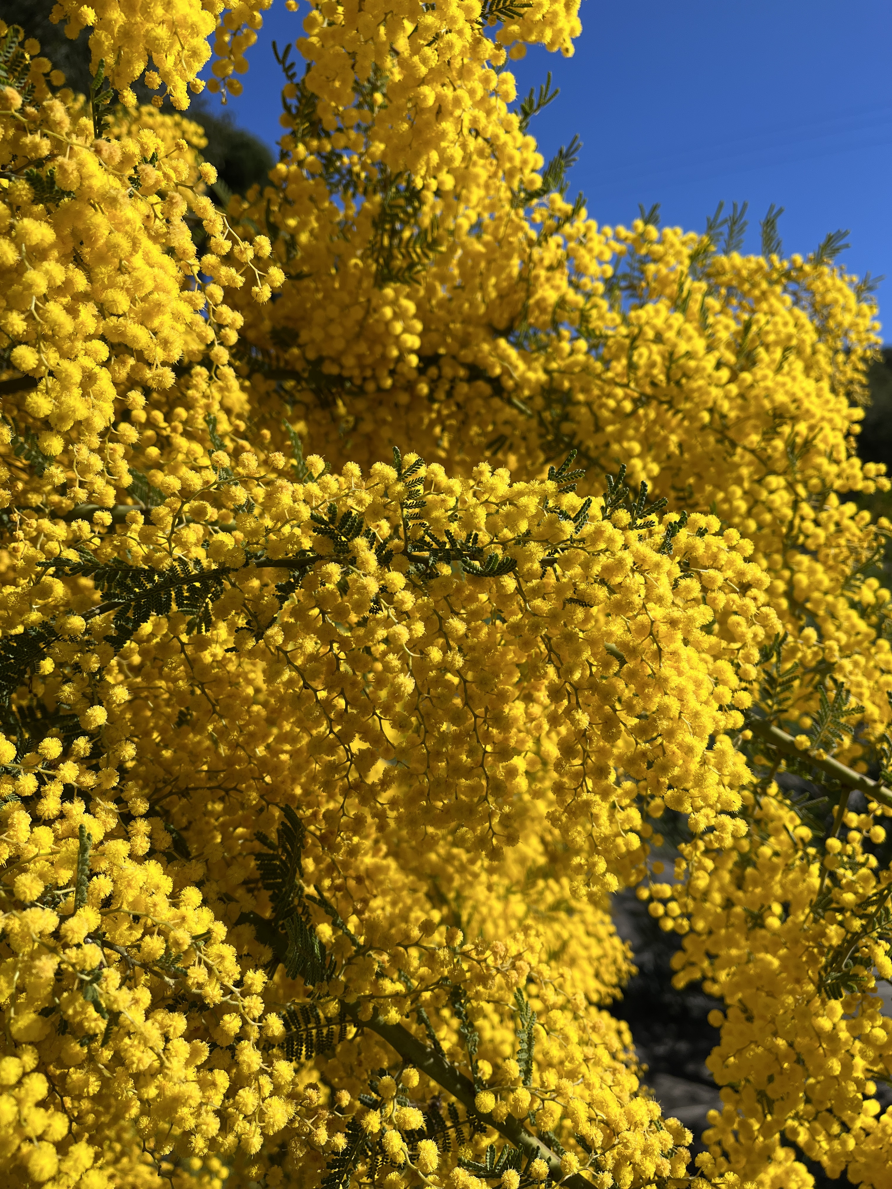 Acacia cardiophylla