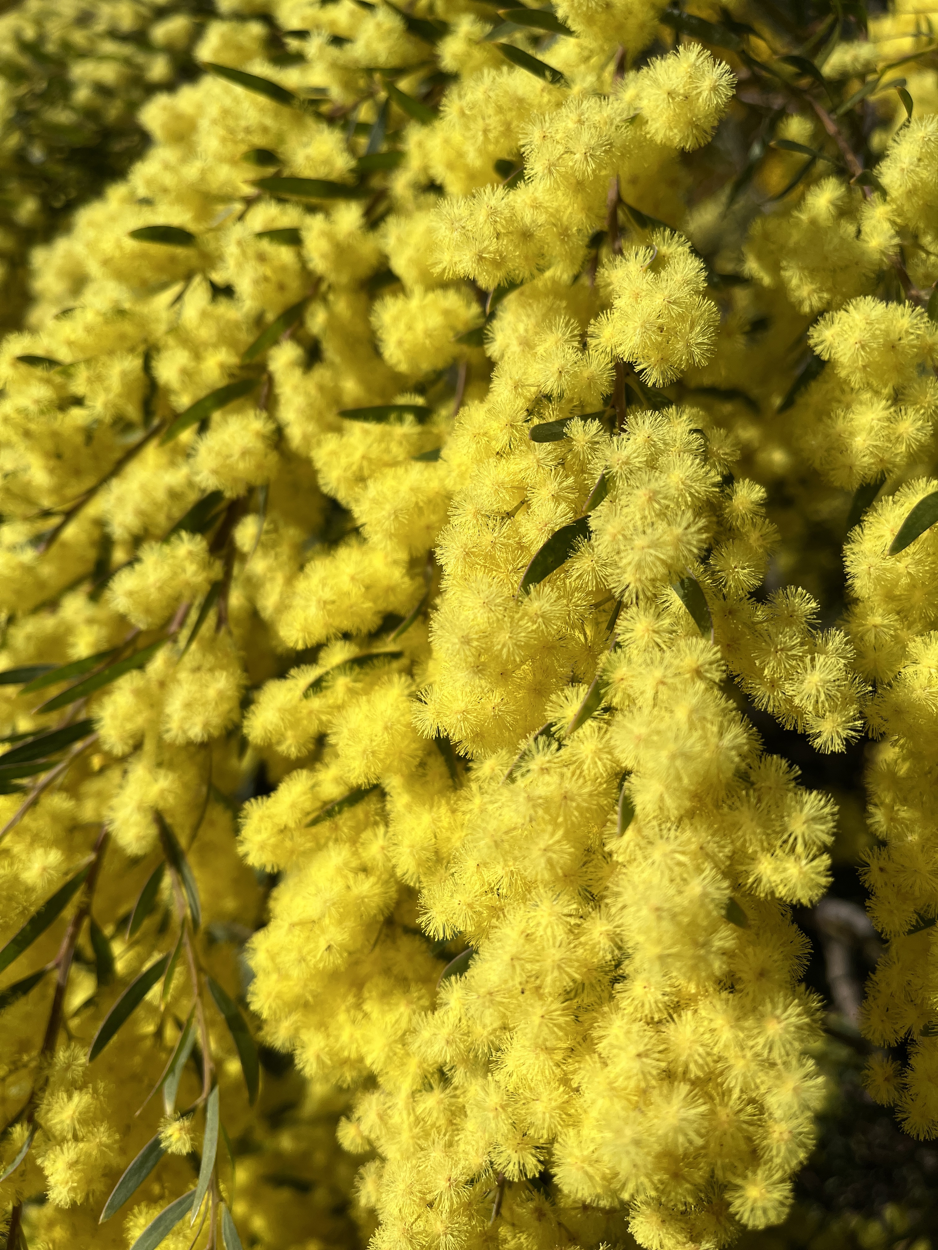 Acacia fimbriata