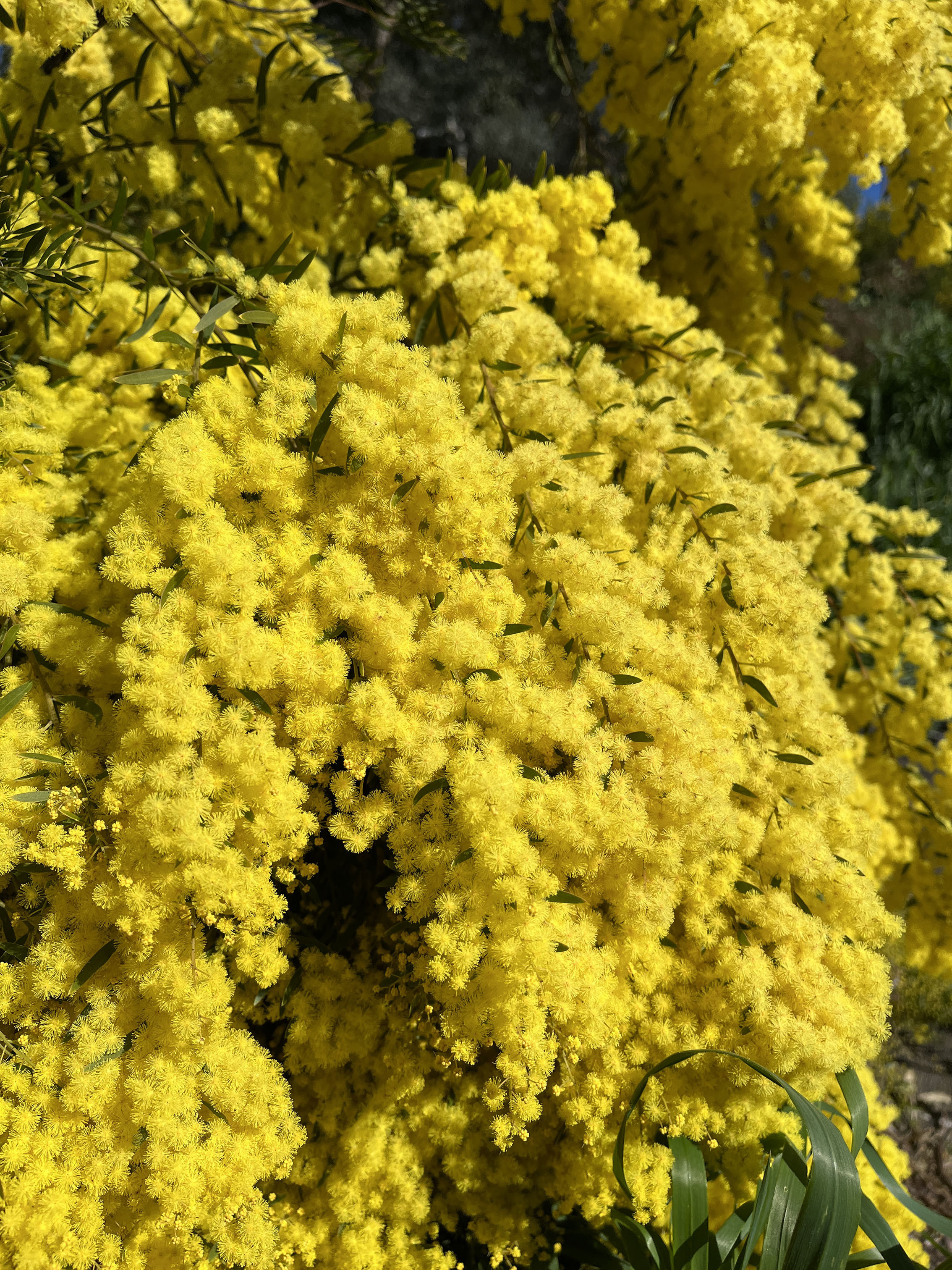 Acacia fimbriata