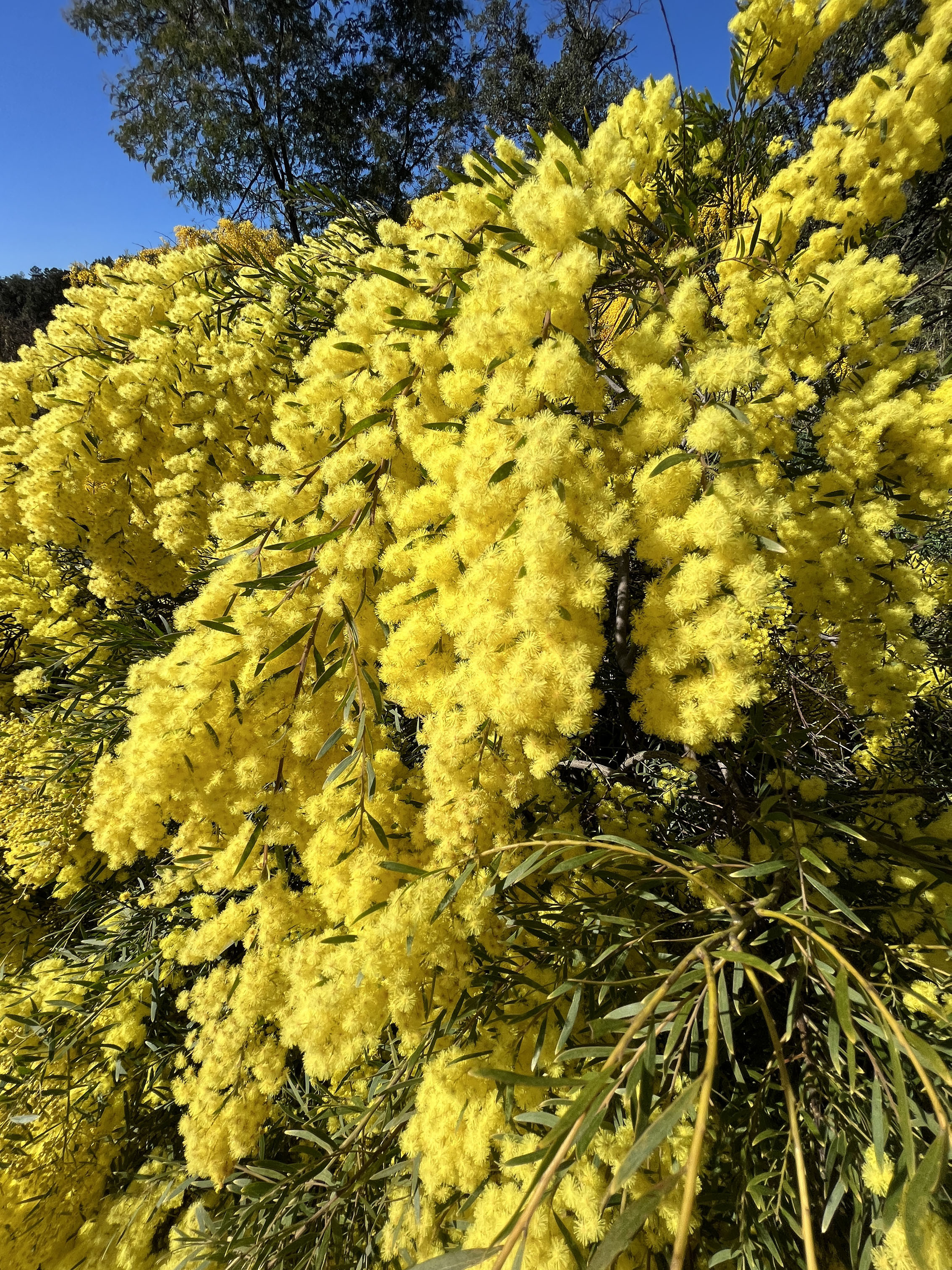 Acacia fimbriata