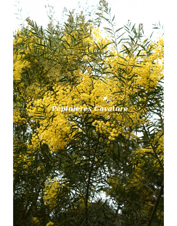 Acacia fimbriata
