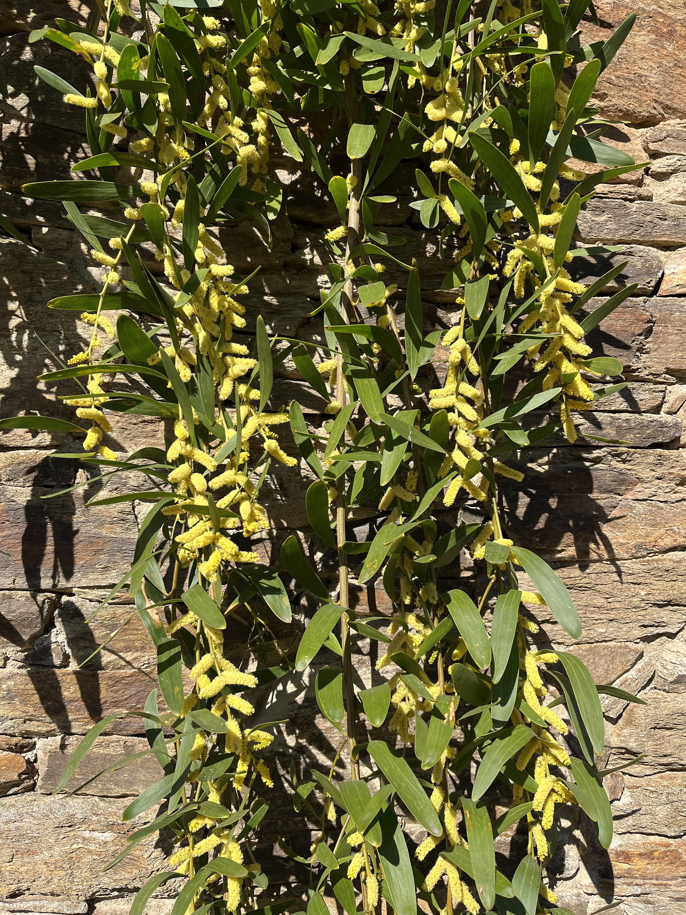 Acacia longifolia 'Prostrate'
