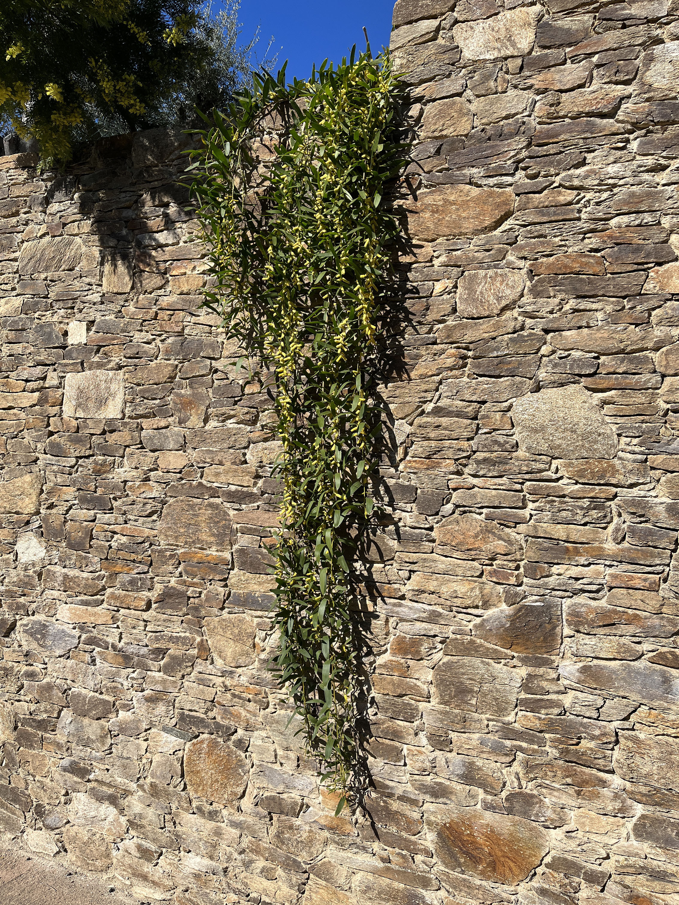 Acacia longifolia 'Prostrate'