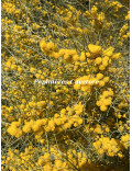 Acacia rigens