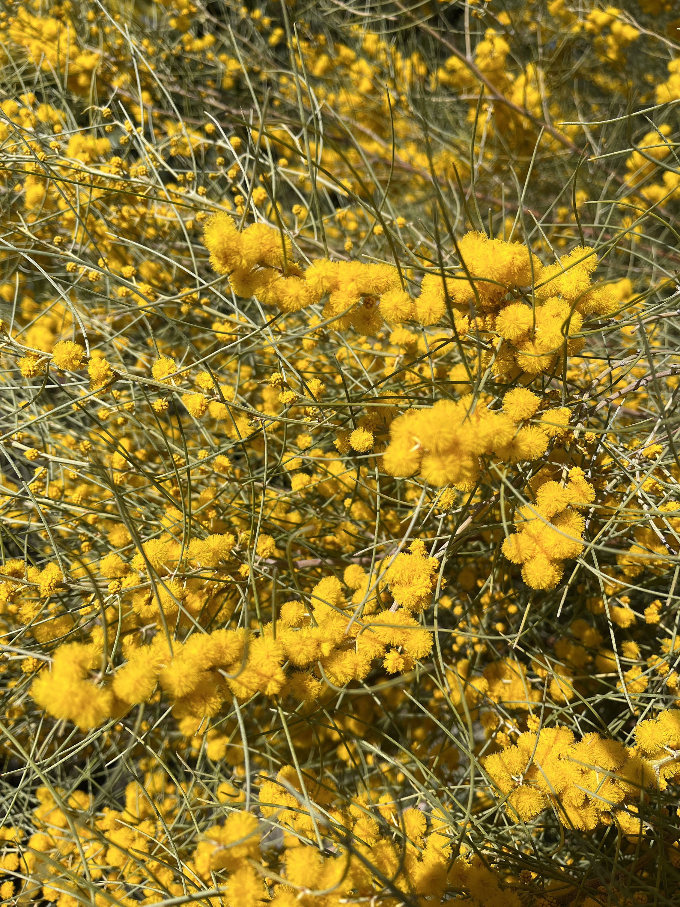 Acacia rigens