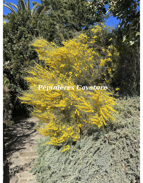 Acacia rigens